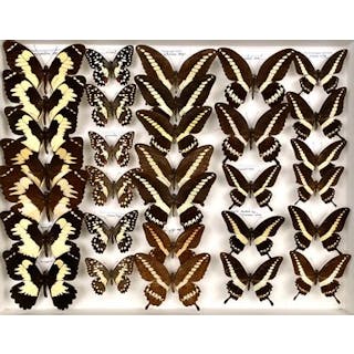 Papilionidae asiatiques dont Iphiclides podalirinus... - Lot 38 - Néo Enchères