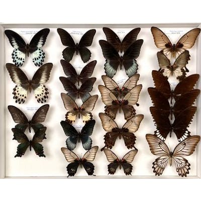 Papilionidae asiatiques dont Papilio polymnestor... - Lot 12 - Néo Enchères