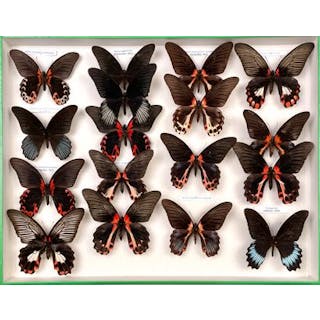Papilionidae asiatiques dont Papilio mayo... - Lot 13 - Néo Enchères
