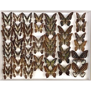 Papilionidae asiatiques dont une femelle... - Lot 35 - Néo Enchères