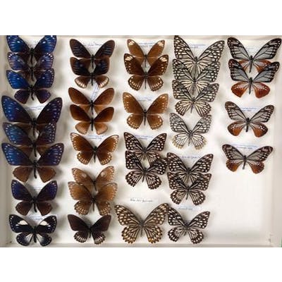 Papilionidae asiatiques dont Chilasa clytia... - Lot 31 - Néo Enchères