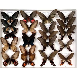 Papilionidae asiatiques dont Agehana maraho... - Lot 44 - Néo Enchères