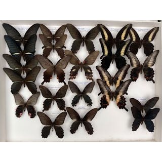 Papilionidae asiatiques dont Papilio protenor,... - Lot 9 - Néo Enchères
