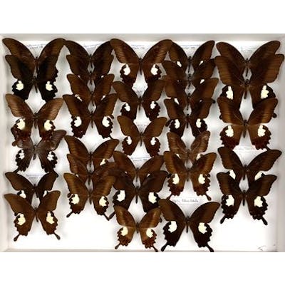 Papilionidae asiatiques avec de nombreuses... - Lot 18 - Néo Enchères
