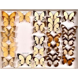 Papilionidae africains dont Papilio nobilis... - Lot 57 - Néo Enchères
