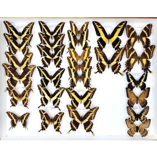 Papilionidae américains dont Papilio machaonides... - Lot 48 - Néo Enchères