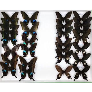 Papilionidae asiatiques dont de nombreuses... - Lot 24 - Néo Enchères