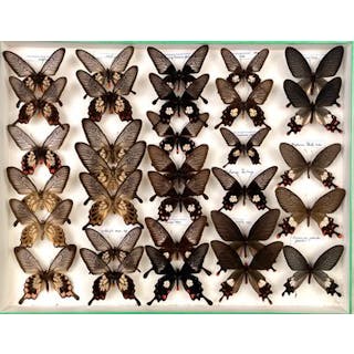 Papilionidae asiatiques dont Atrophaneura... - Lot 41 - Néo Enchères
