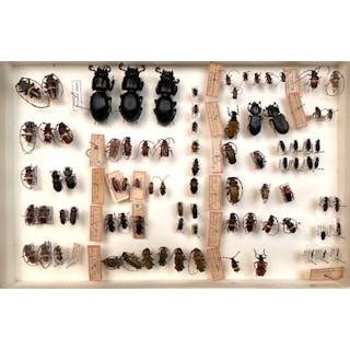 Cerambycidae néotropicaux dont Elateropsis... - Lot 113 - Néo Enchères