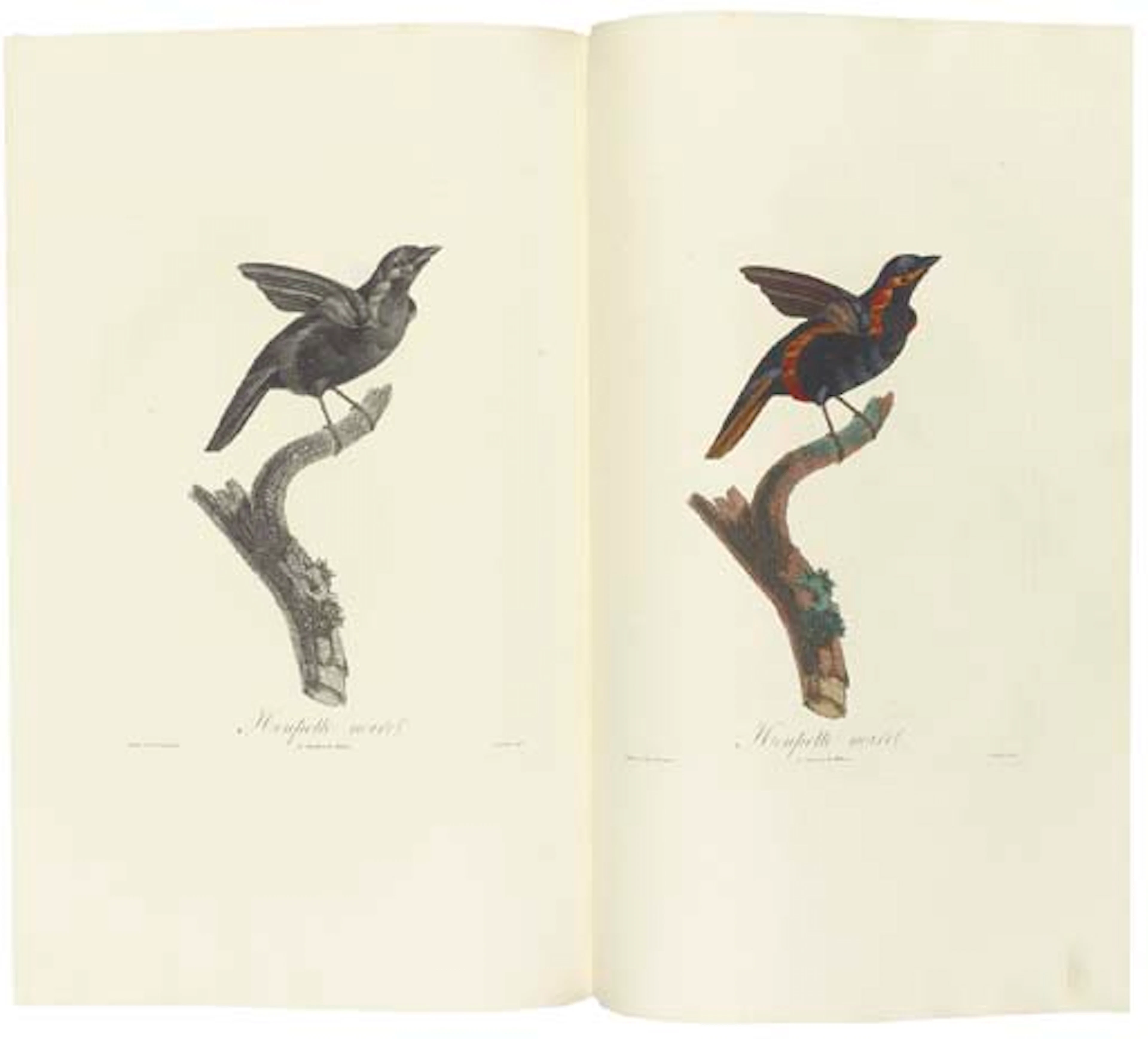 DESMAREST, Anselme-Gaëtan (1784-1838). Histoire naturelle des tangares, des manakins et des todiers. Paris: L.-É. Herhan for Garnery and Delachaussée, 1805-[1807].
