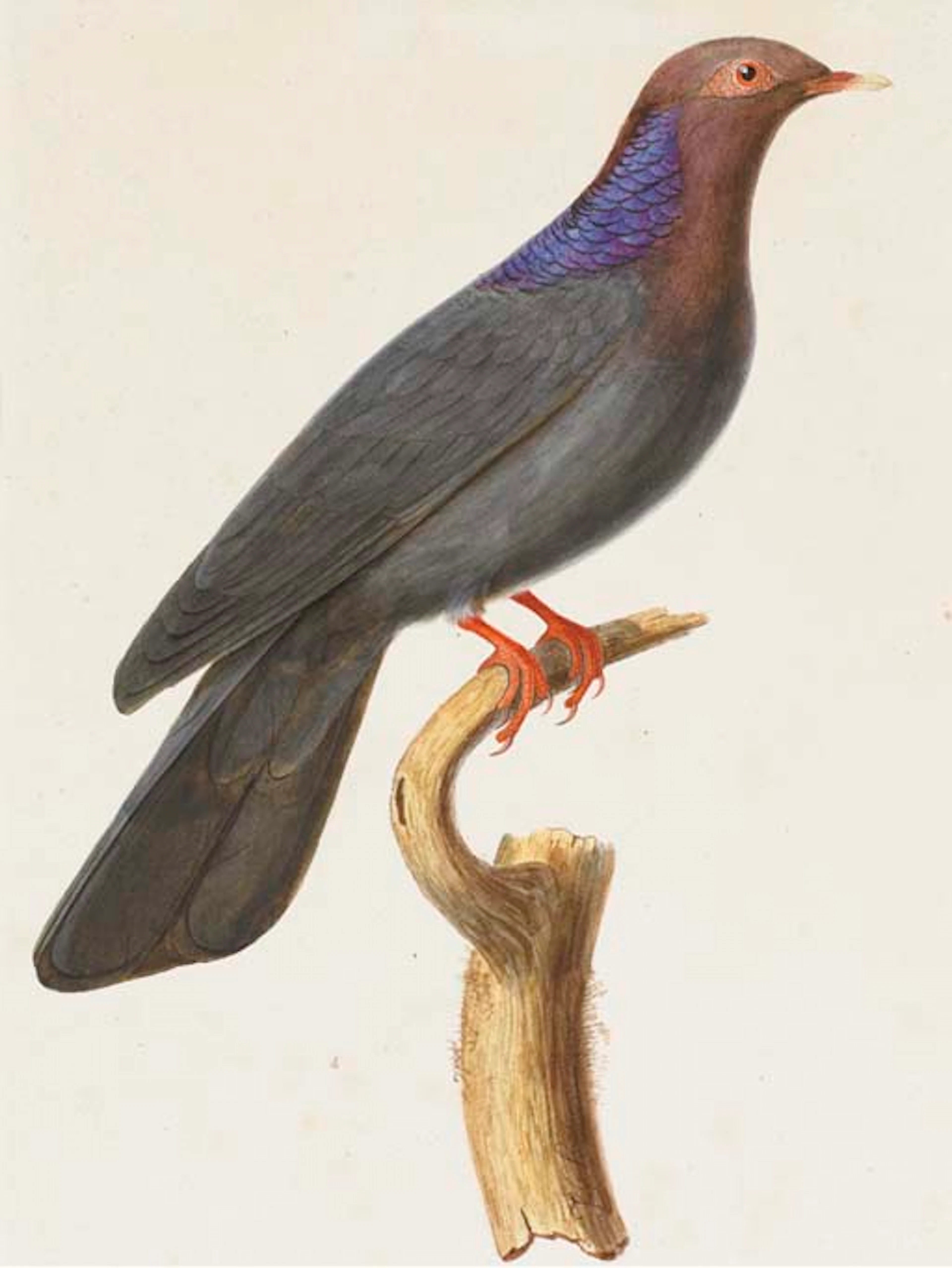 PRÊTRE, Jean-Gabriel (actif ca. 1824-1840). Pigeon violet (Columba janthina) (522 x 350 mm). Aquarelle, lavis, rehauts, traces de crayon, signé à l'encre brune "J.G. Prêtre", sous marie-louise (pliure