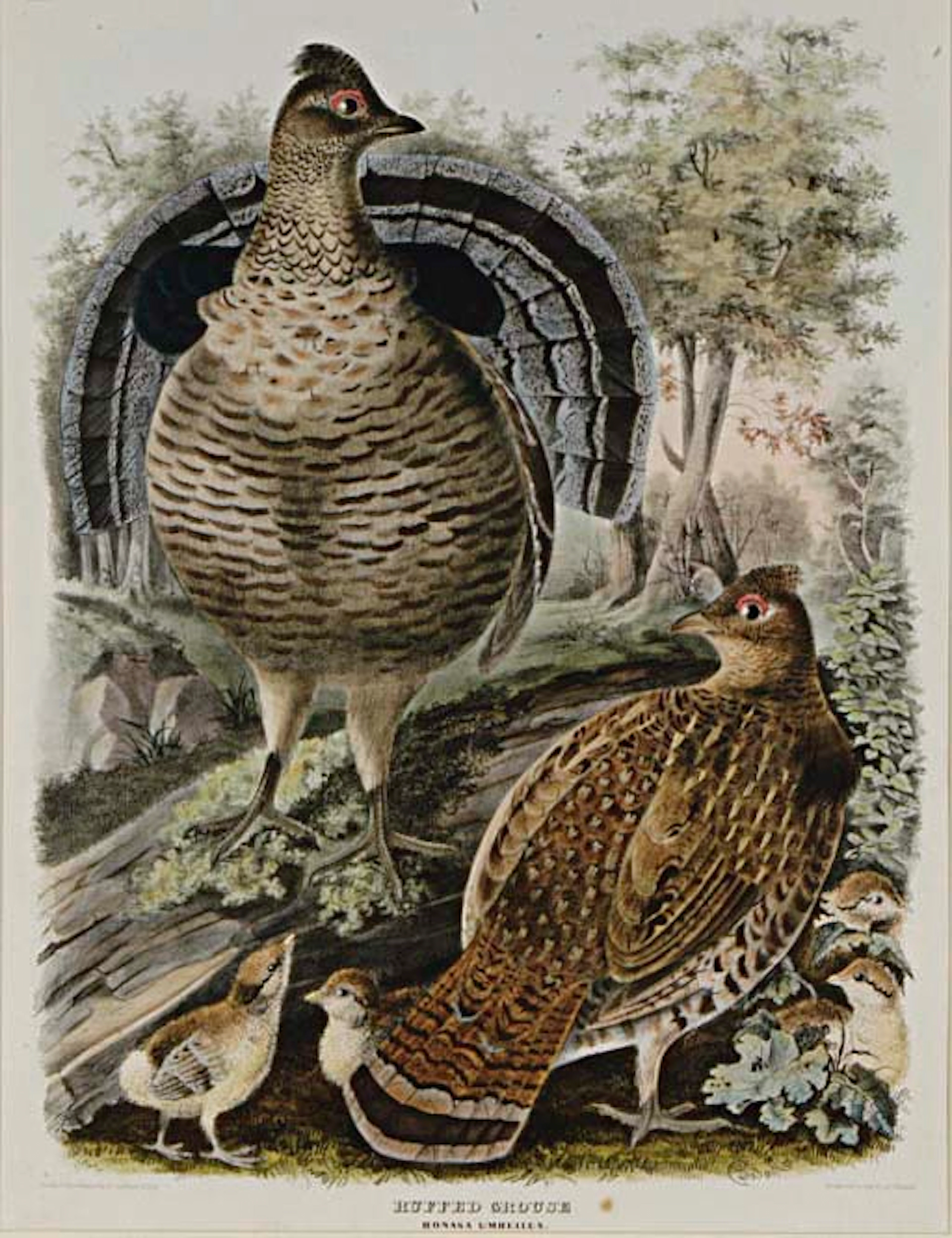 Ruffed Grouse and Common Ptarmigan: Two Plates