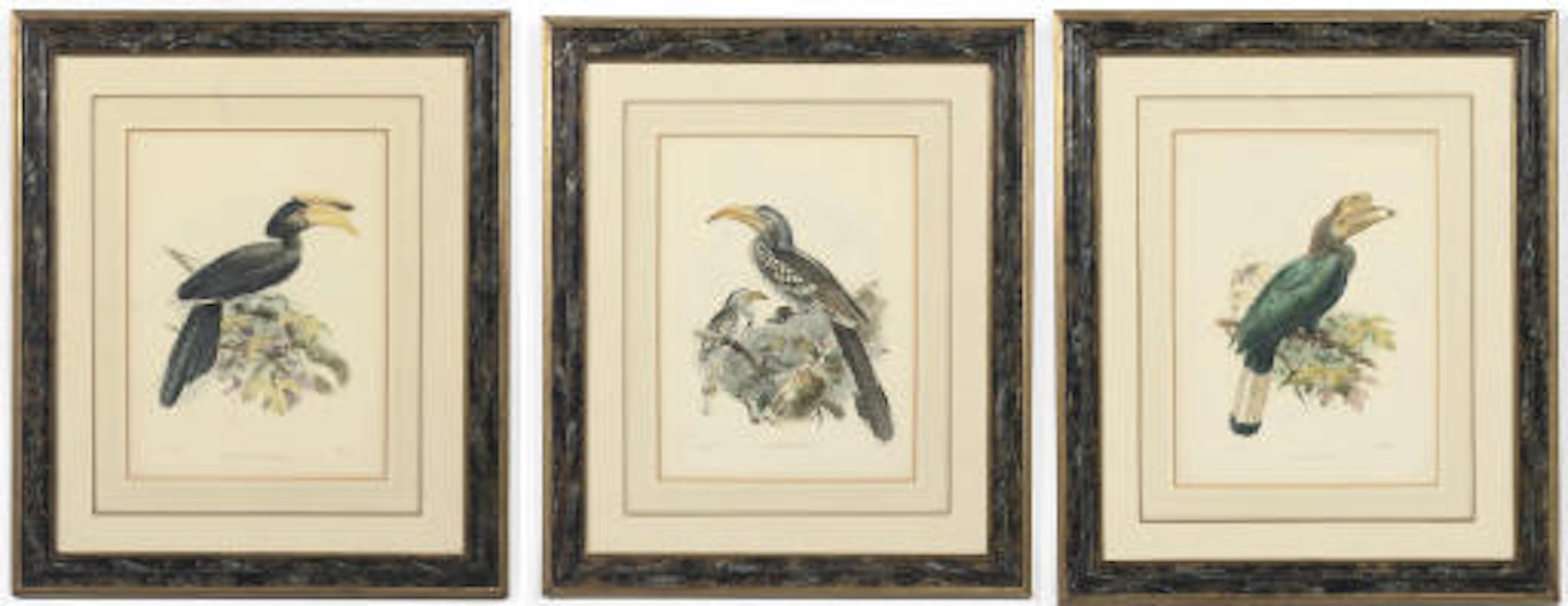 THREE FRAMED LITHOGRAPHS OF HORNBILLS