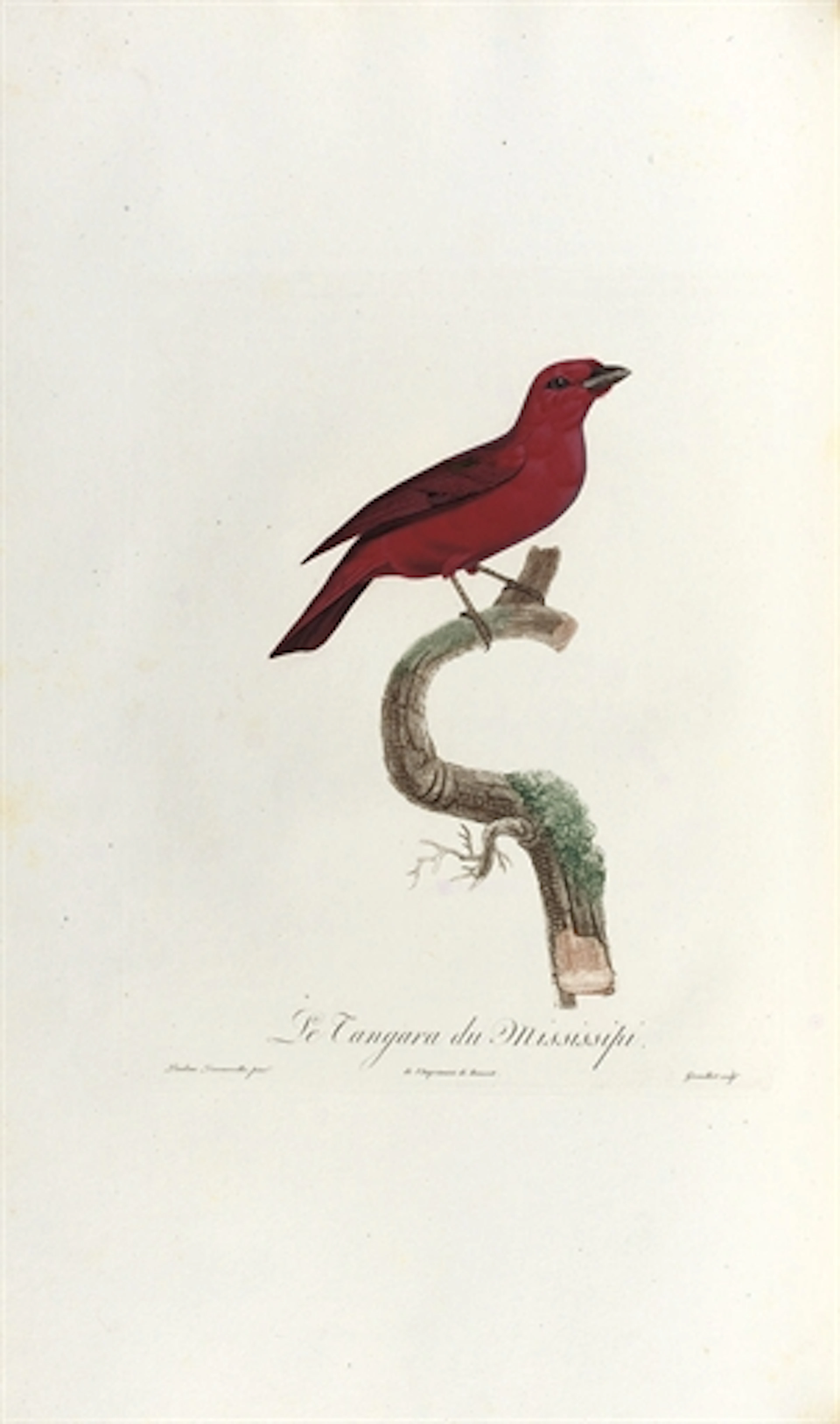 DESMAREST, Anselme-Gaëtan (1784-1838). Histoire naturelle des tangaras, des manakins et des todiers. Paris: L.-É. Herhan for Garnery and Delachaussé, 1805-[1807].