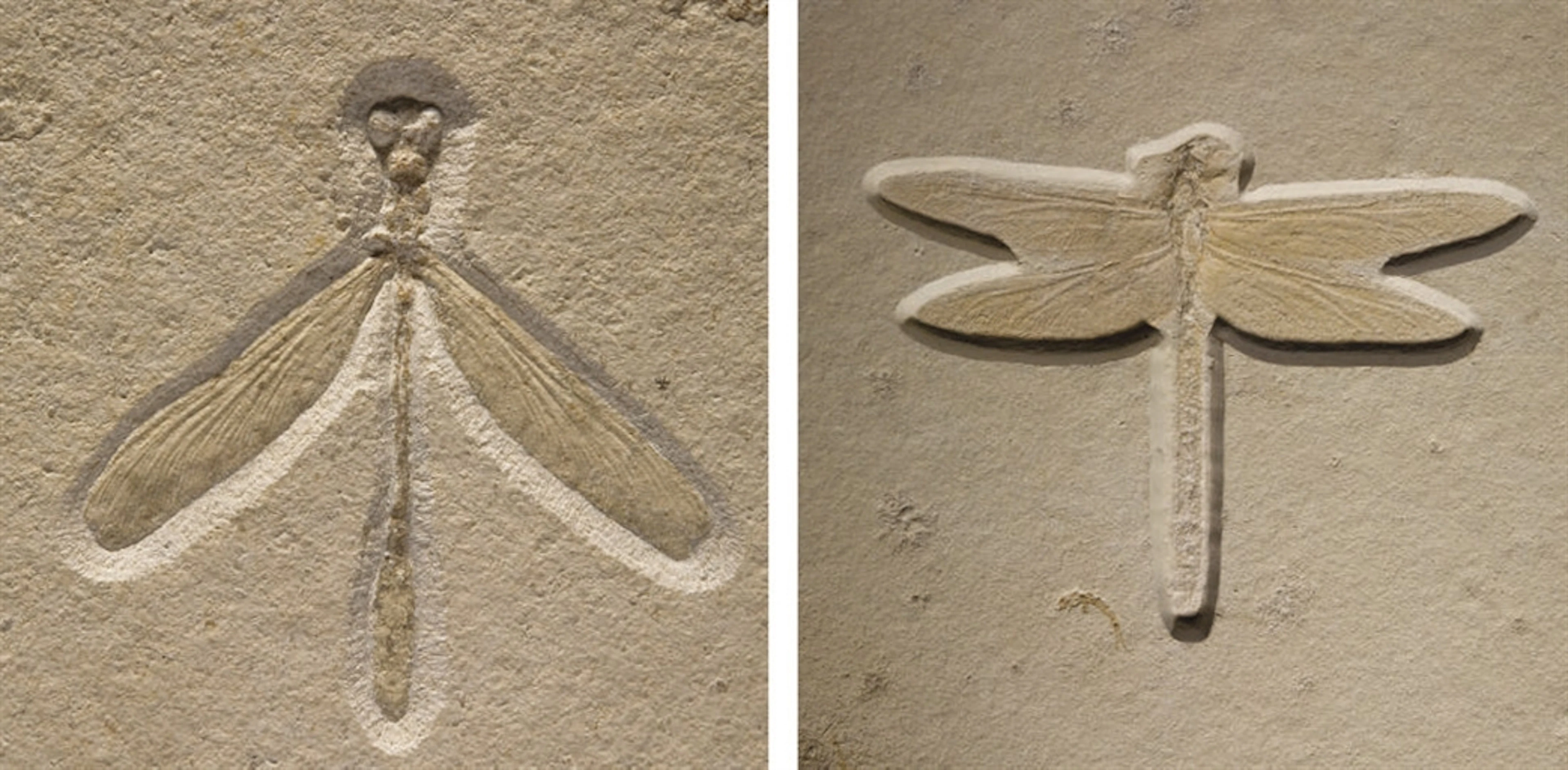 DEUX LIBELLULES