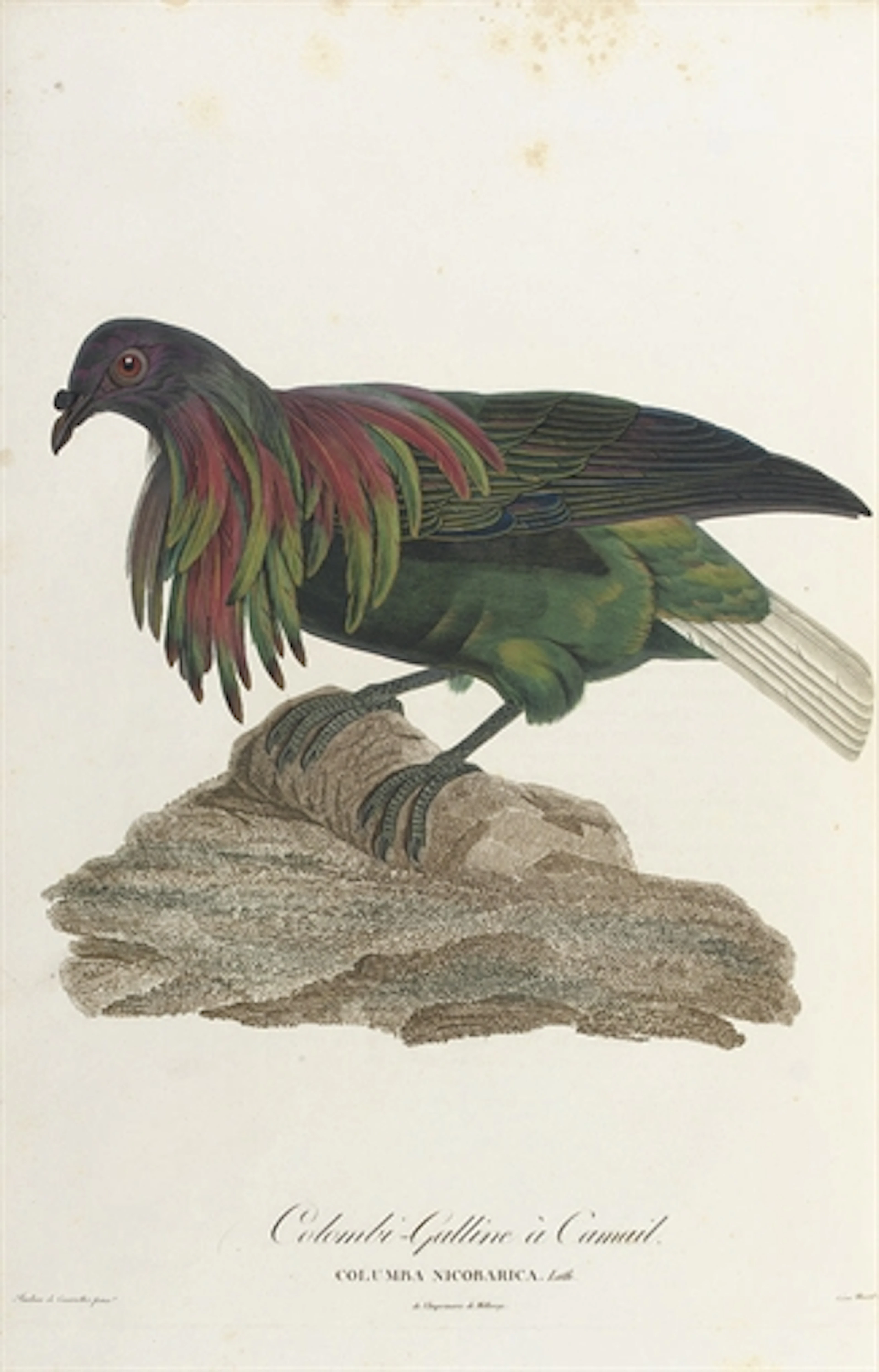 TEMMINCK, Coenraad Jacob (1778-1858) and Antoinette Pauline Jacqueline KNIP née Pauline de Courcelles (1781-1851). Histoire Naturelle Générale des Pigeons. Paris: Garneray, 1808[-1811].