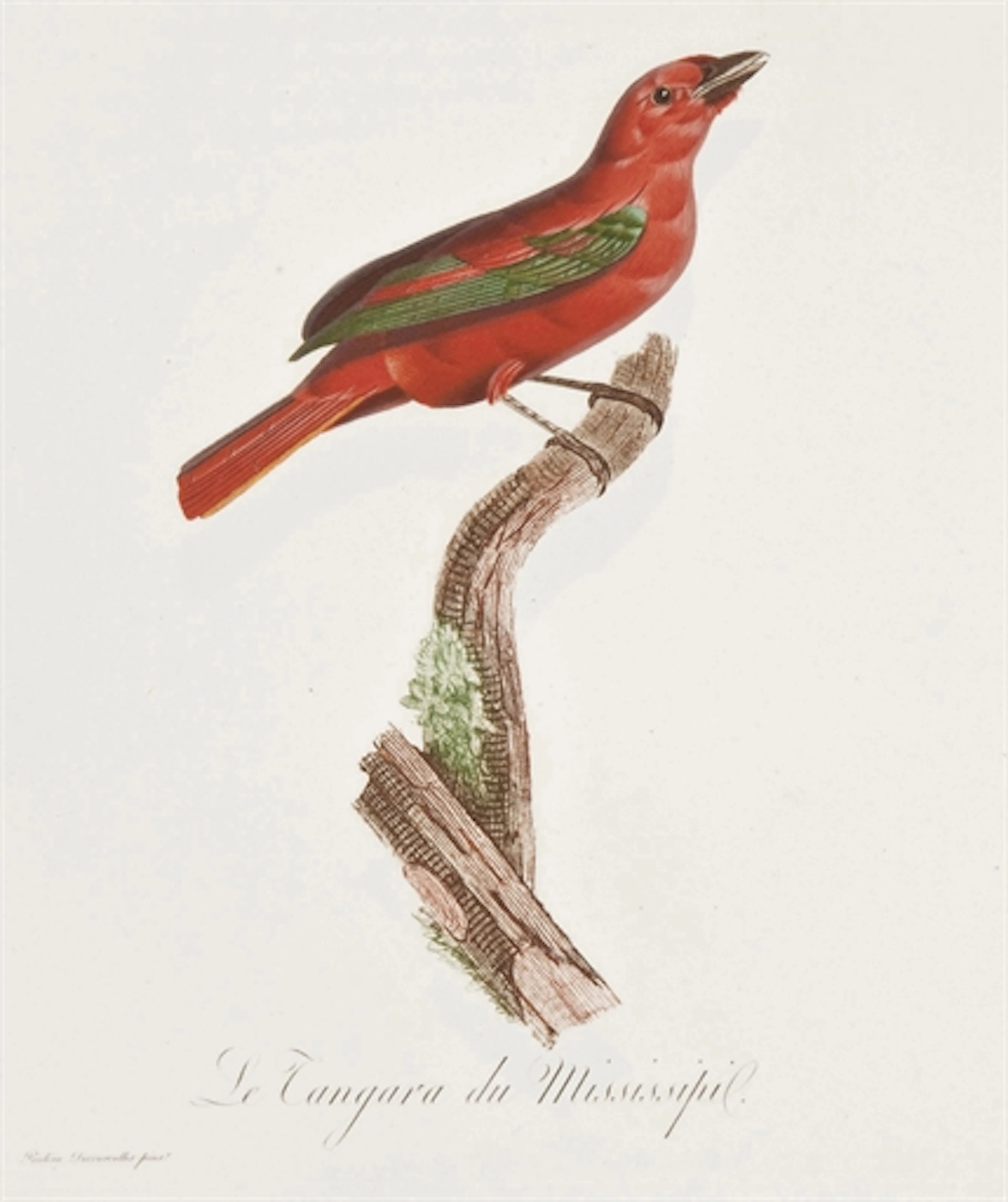DESMAREST, Anselme Gaëtan (1784-1838). Histoire naturelle des Tangaras, des Manikins et des Todiers