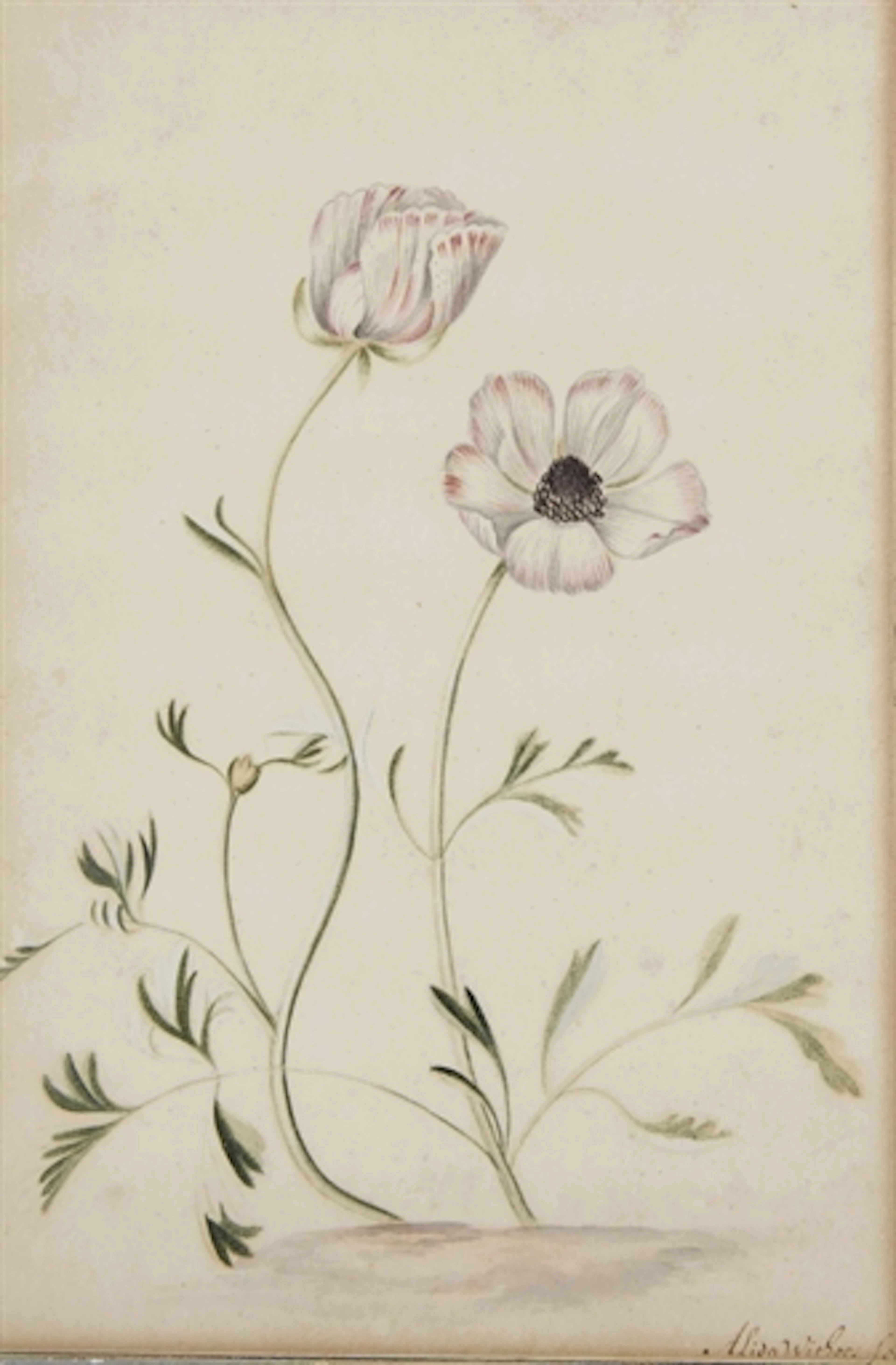 ALIDA WITHOOS (AMERSFOORT 1659/1660-ca.1715 HOORN)