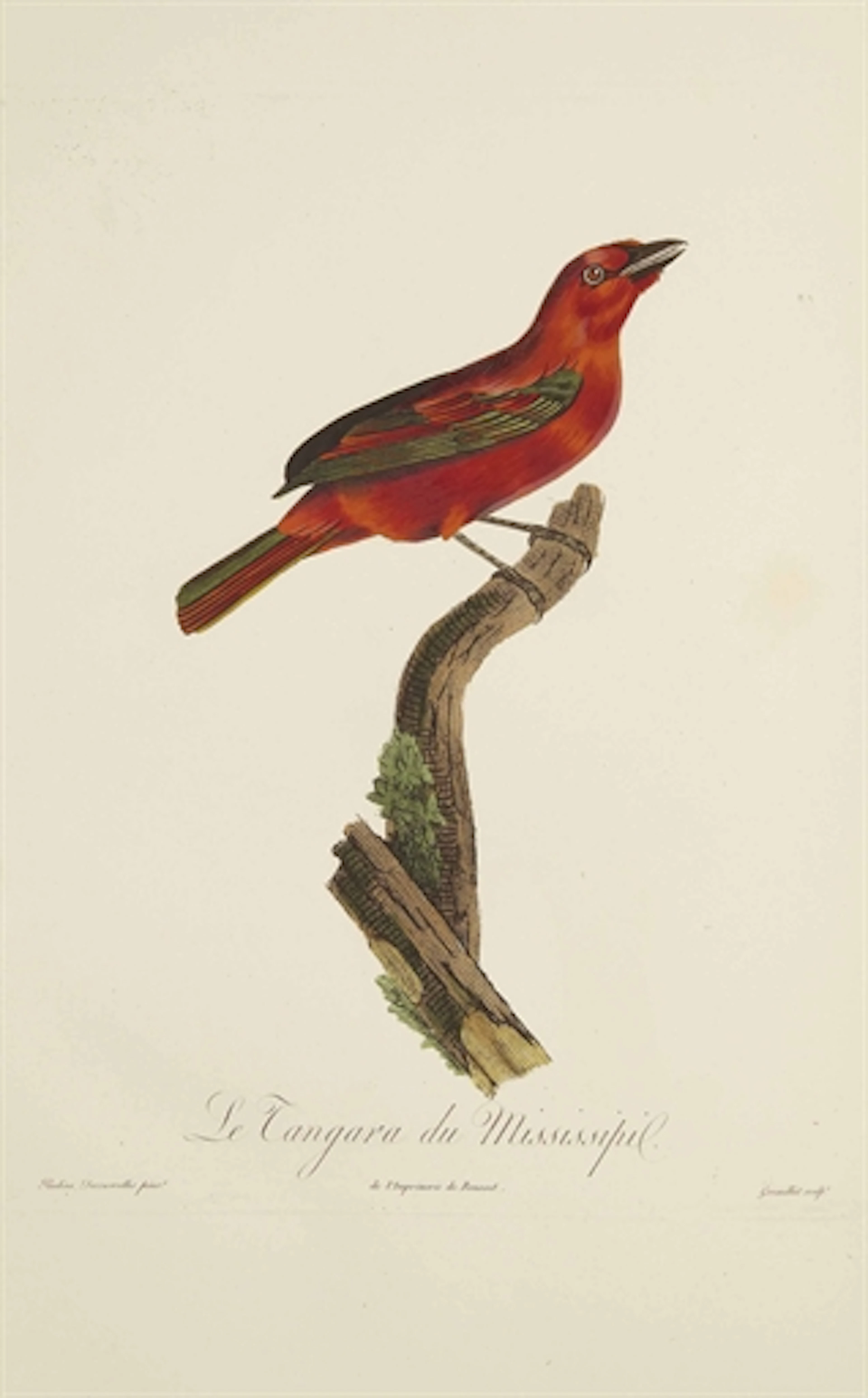 DESMAREST, Anselme-Gaëtan (1784-1838). Histoire naturelle des tangaras, des manakins et des todiers... Avec figures imprimées en couleur, d'après les dessins de Mademoiselle Pauline de Courcelles, élè