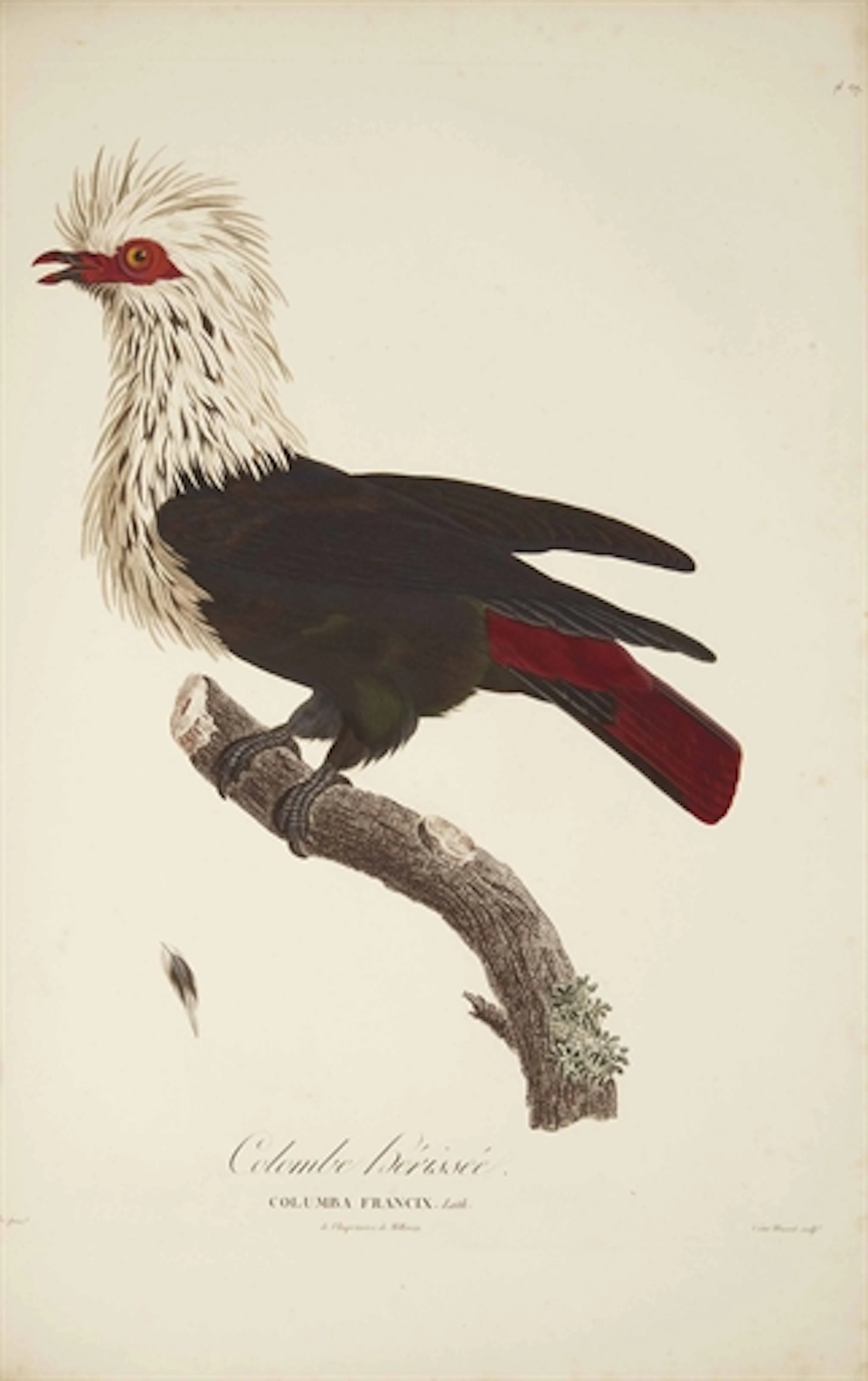KNIP, Pauline (1781-1851) & TEMMINCK, Coenraad Jacob (1778-1858). Histoire naturelle générale des pigeons; par C. J. Temminck,..
