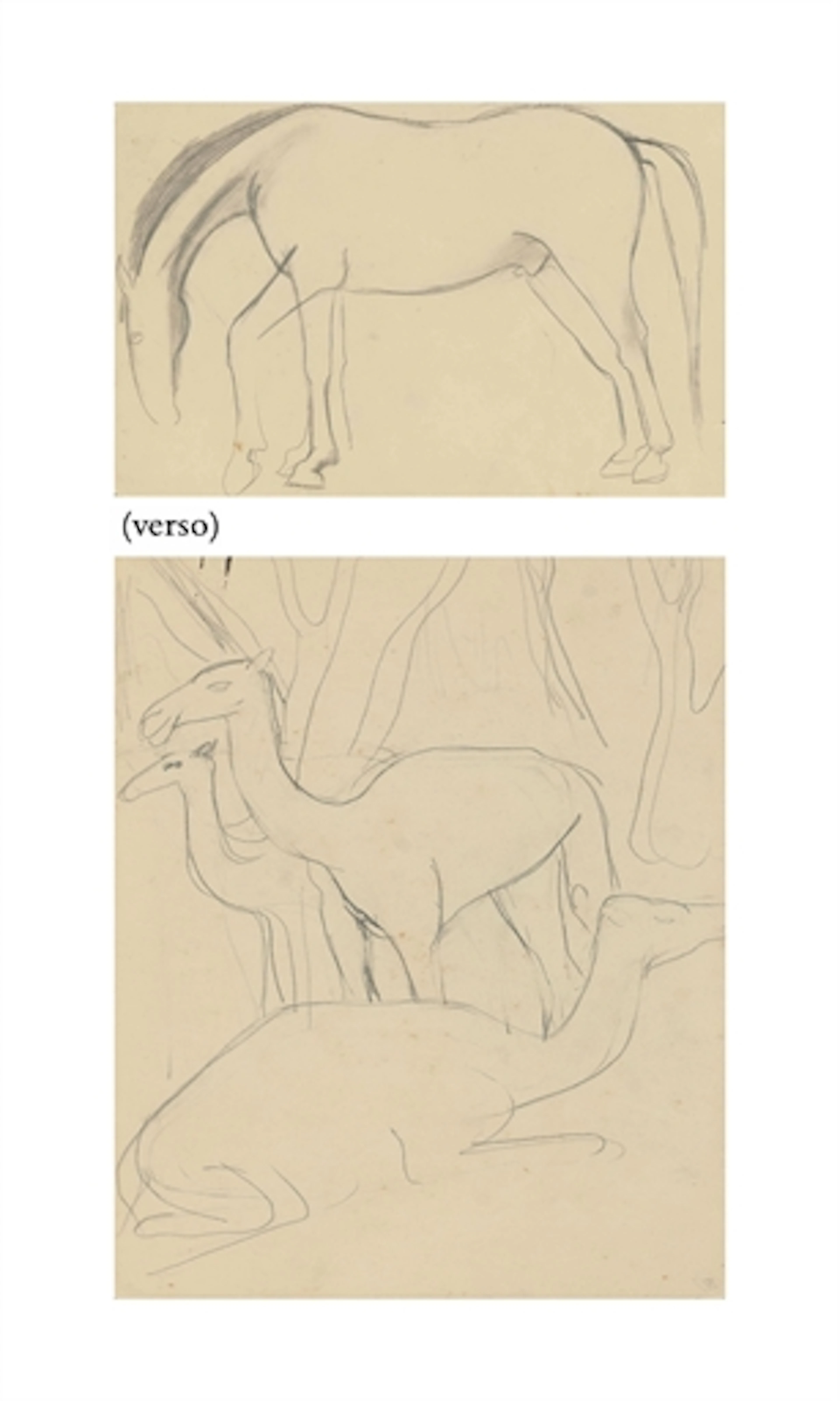 Untitled (Camels) recto; Untitled (Horse) verso