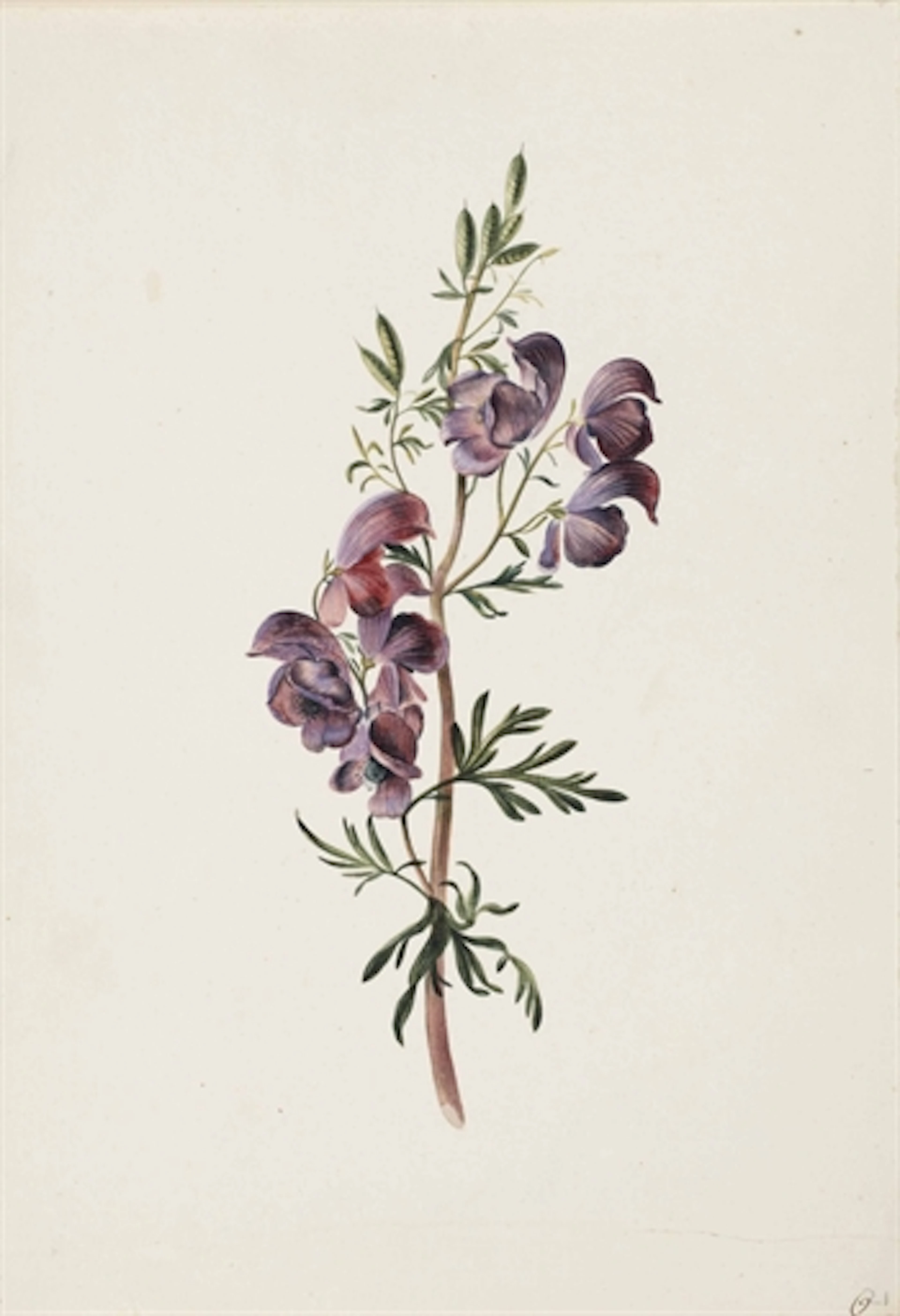 Aconitum or Monkshood