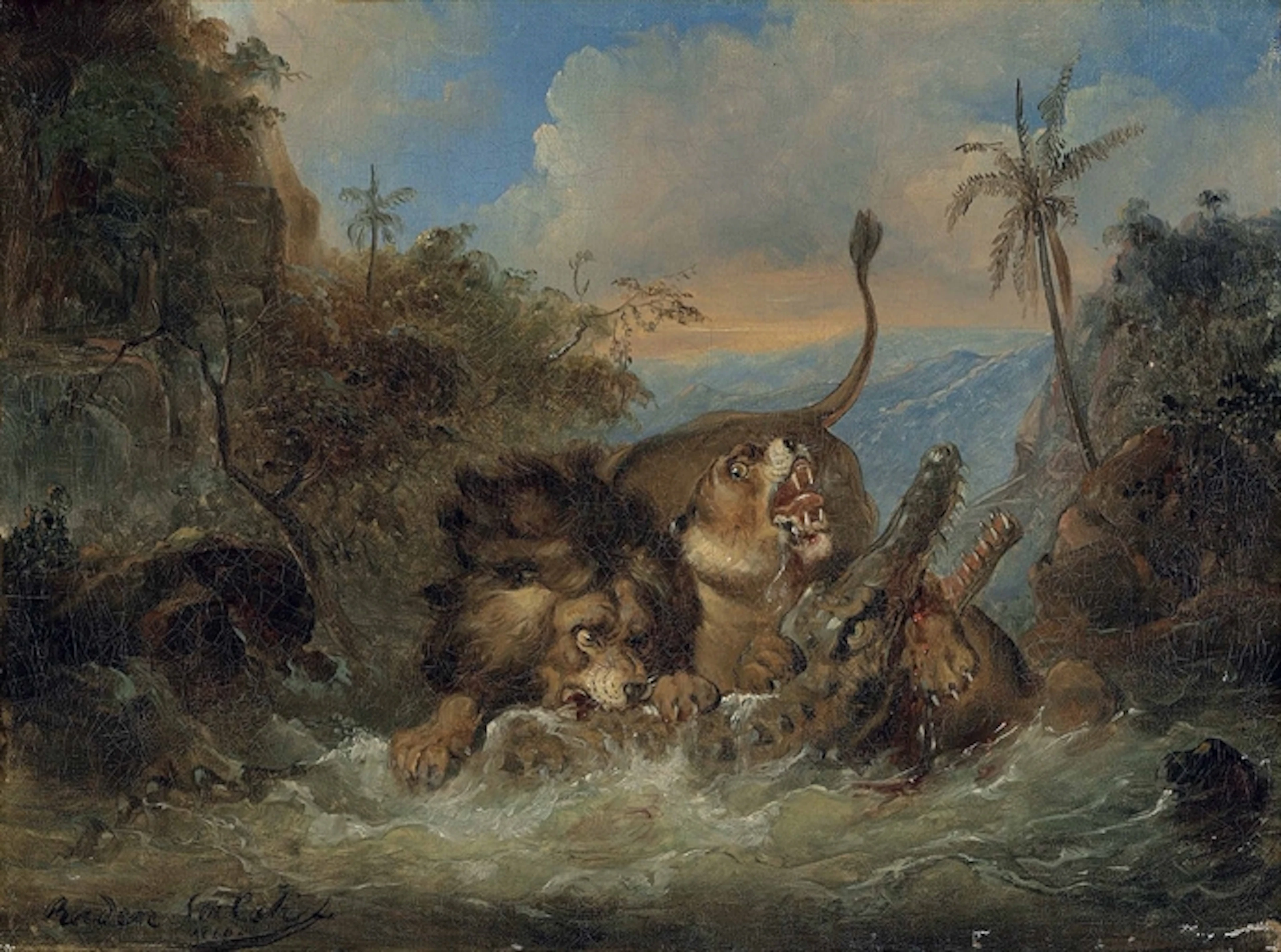 A lion and lioness attacking a crocodile