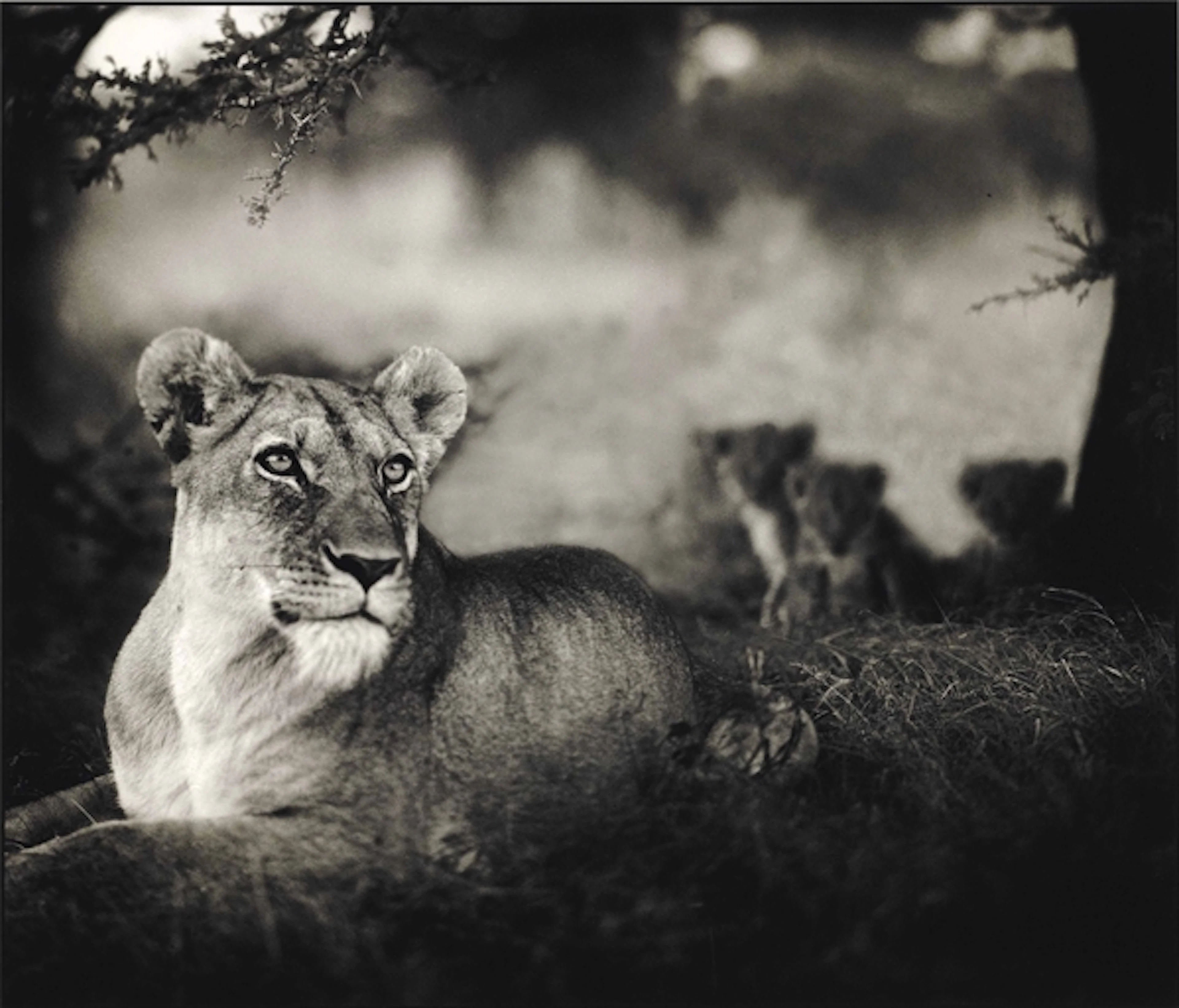 Nick Brandt (B. 1966)