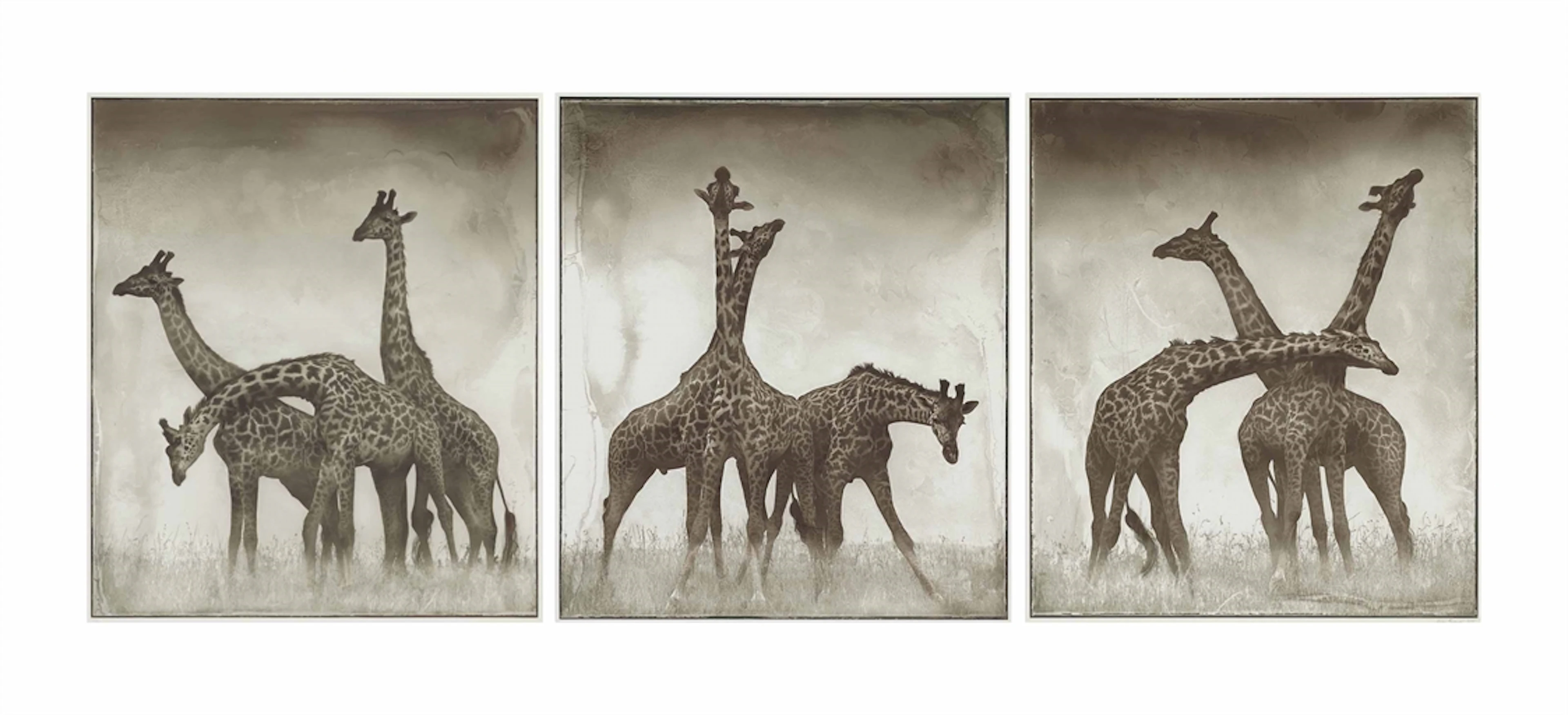 Nick Brandt (b. 1966)