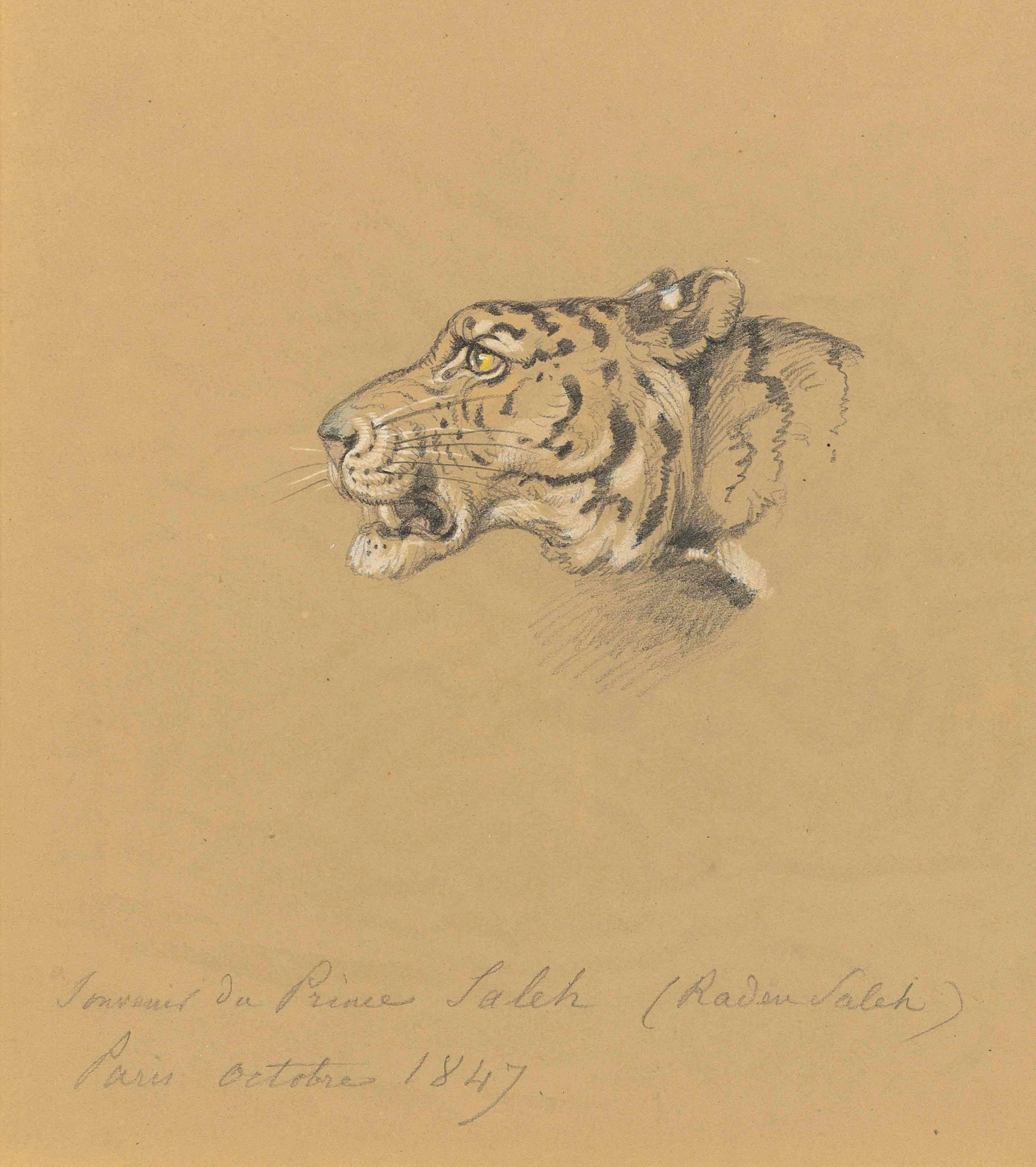 Head of a Tiger