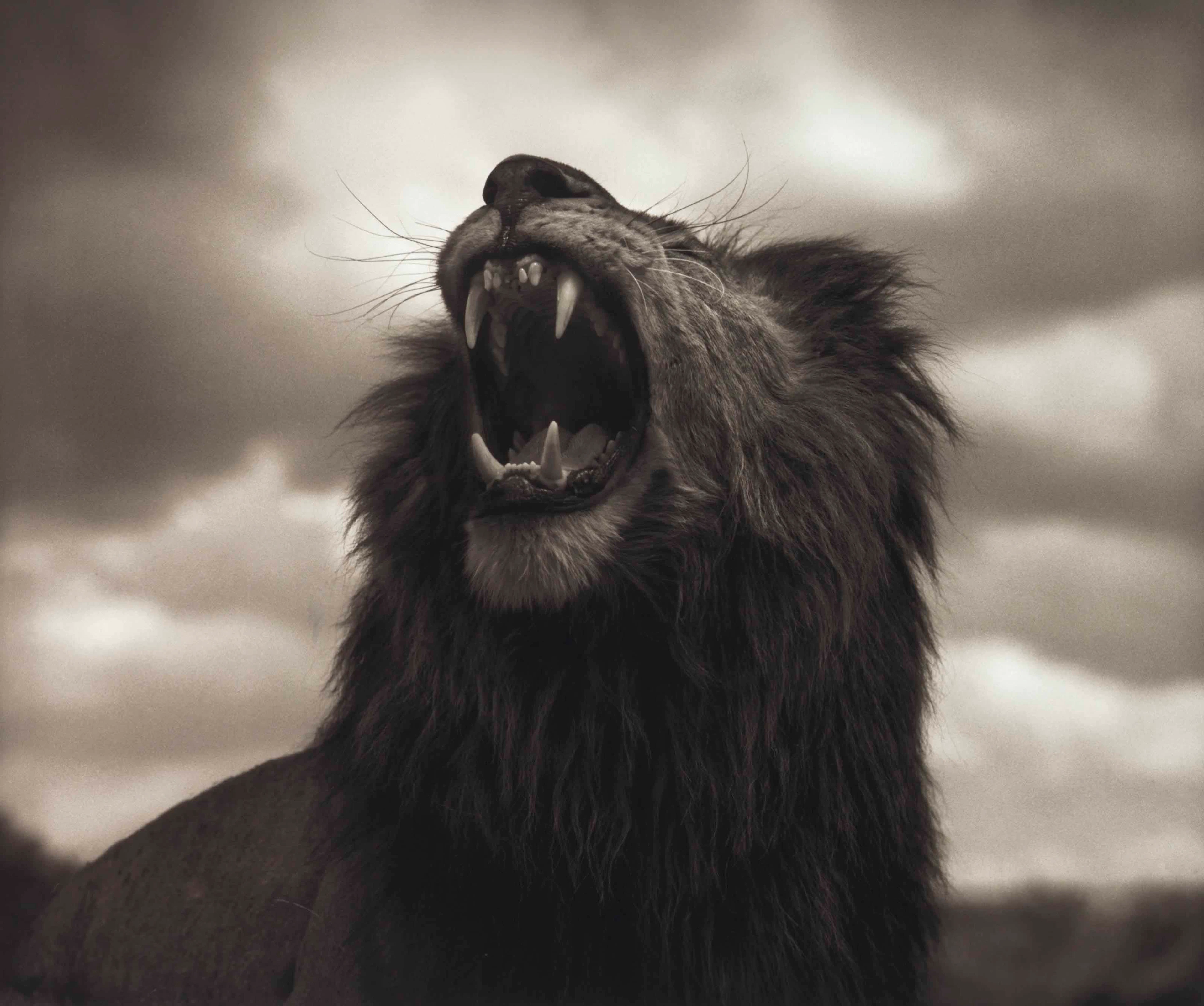 Lion Roar, Maasai Mara, 2012