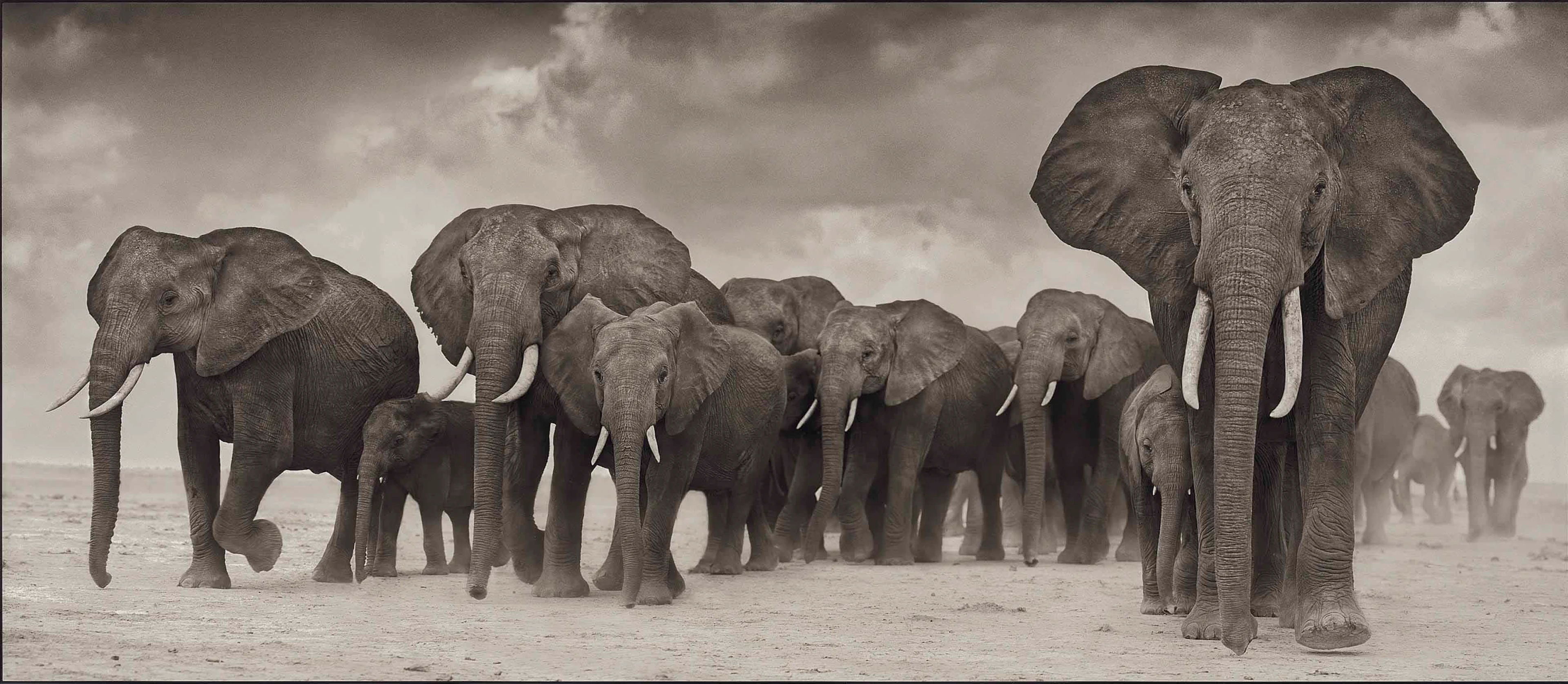 Elephants on the Move, 2006