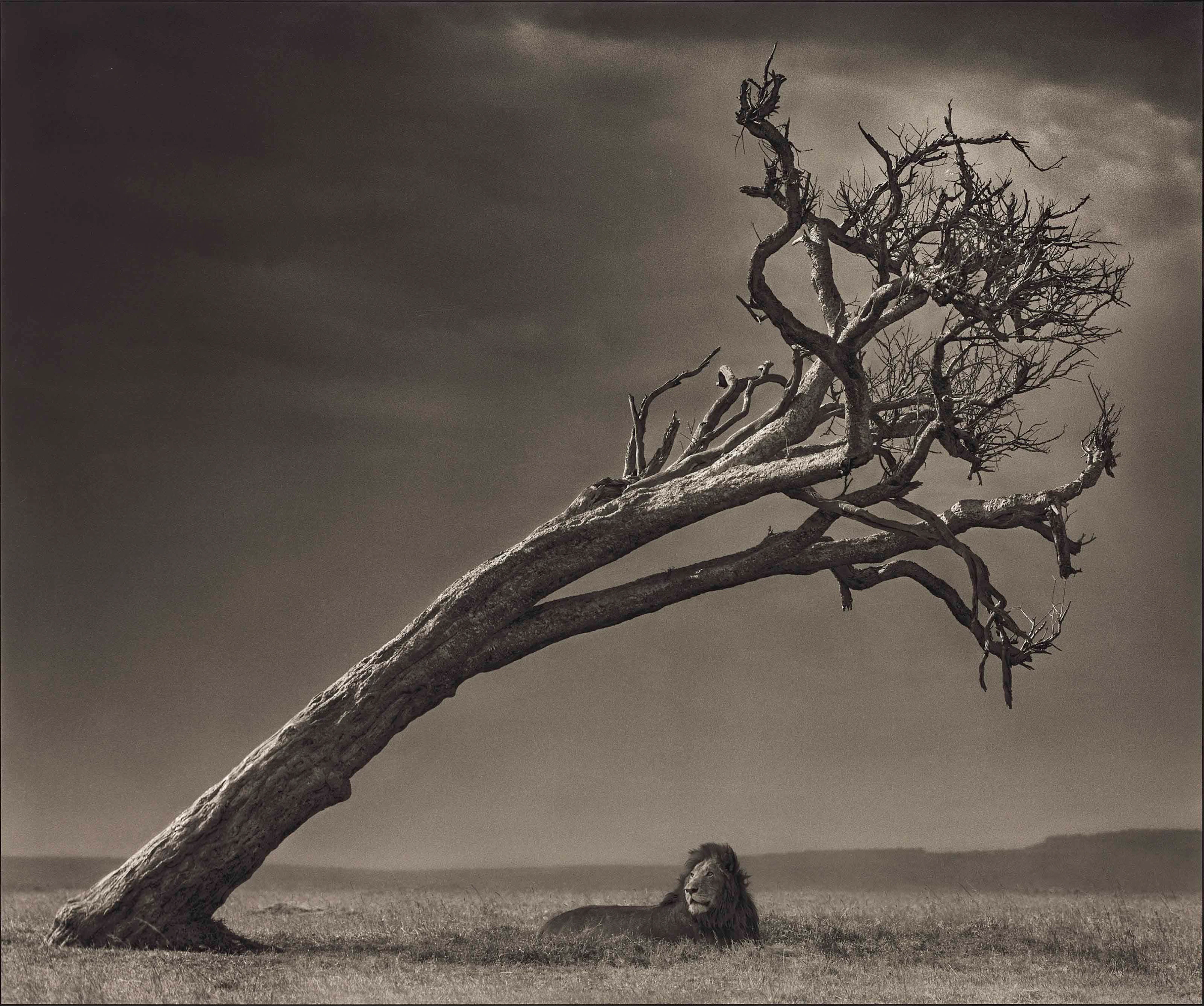Lion Under Leaning Tree, 2008