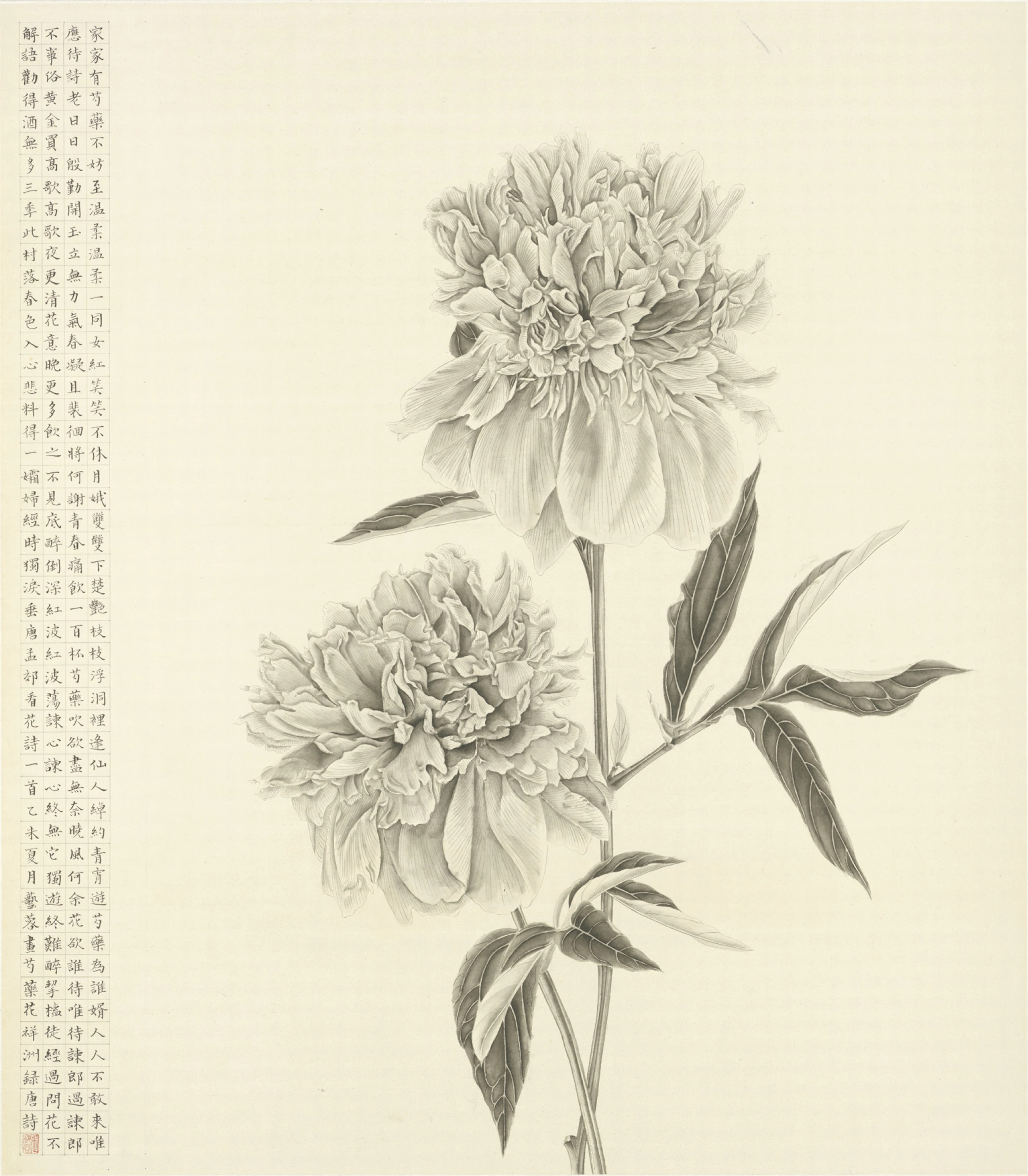 芍藥