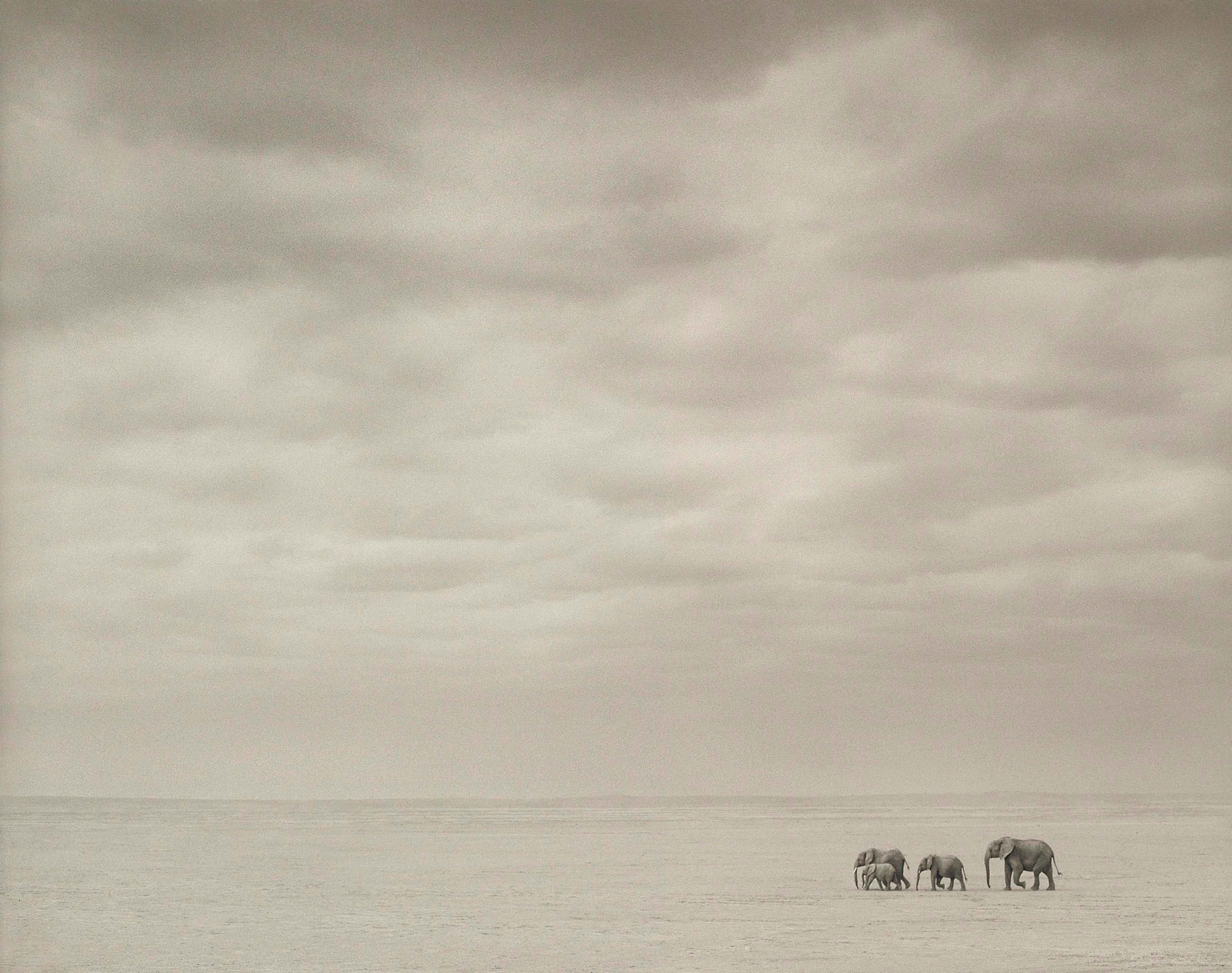 Elephants alone, 2010