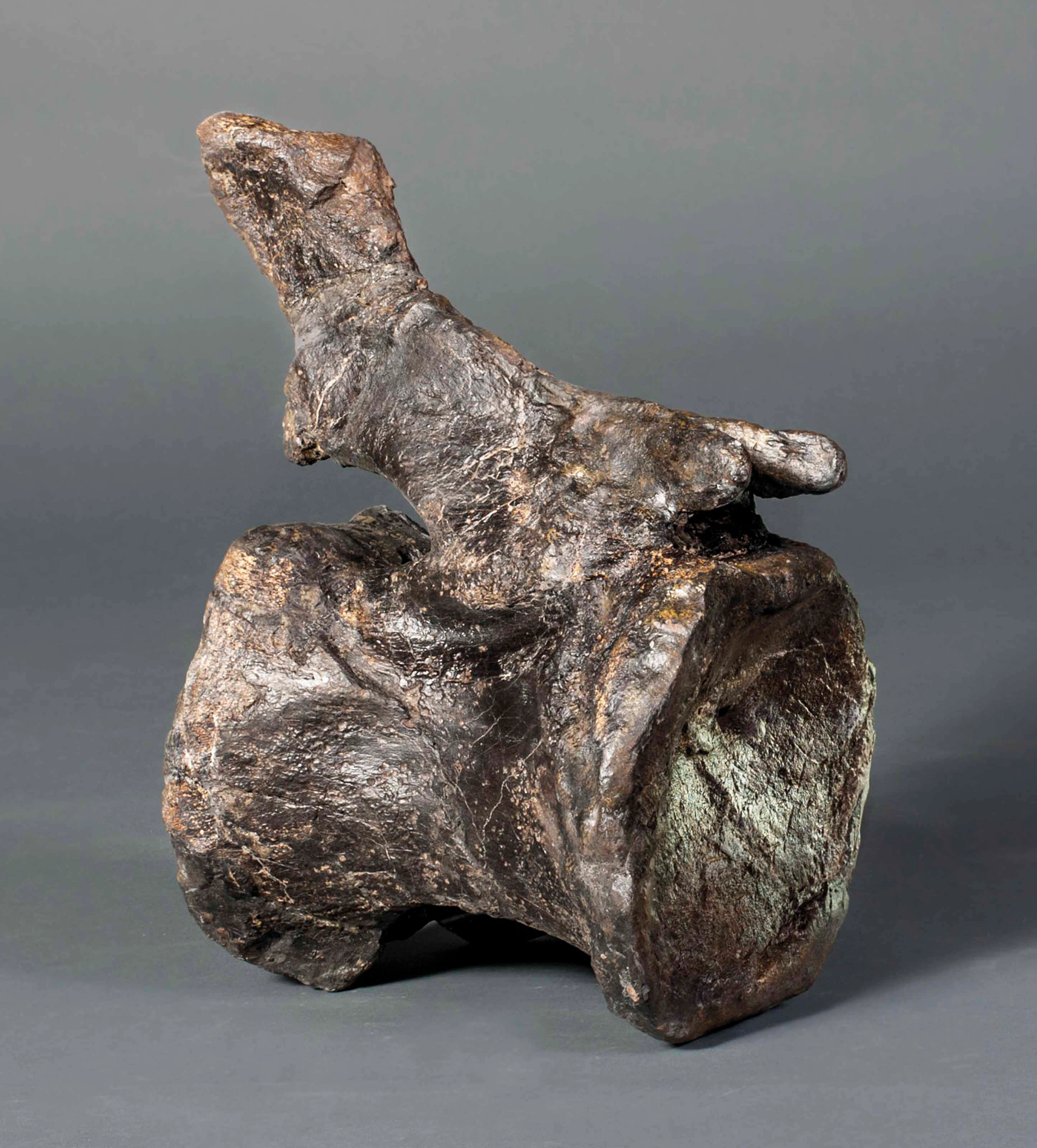 A jurassic dinosaur vertebra