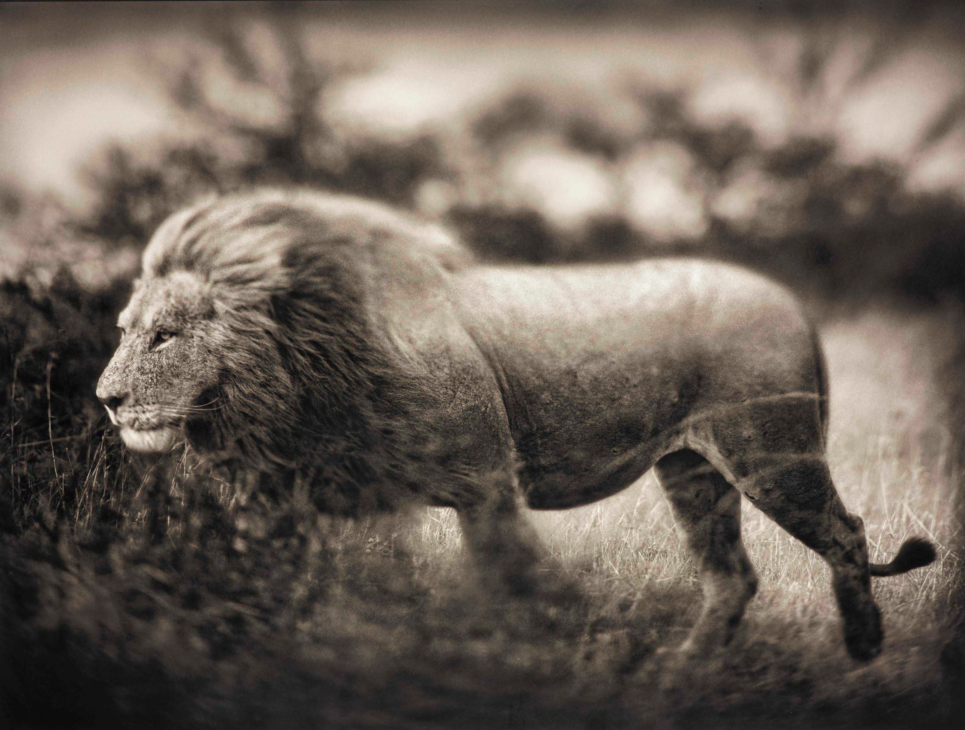 Windswept Lion, Serengeti, 2002