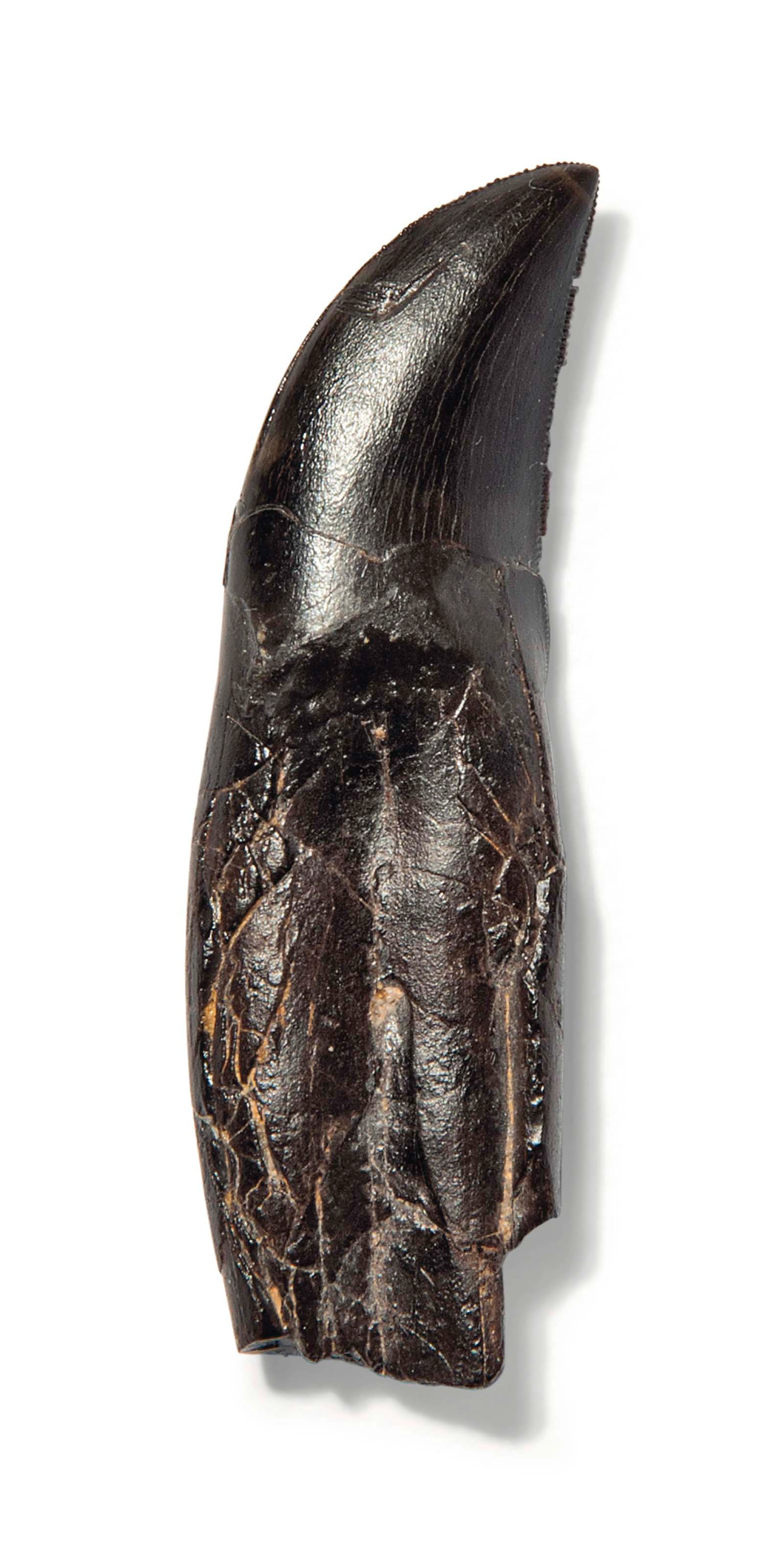 A fine rooted allosaurus tooth