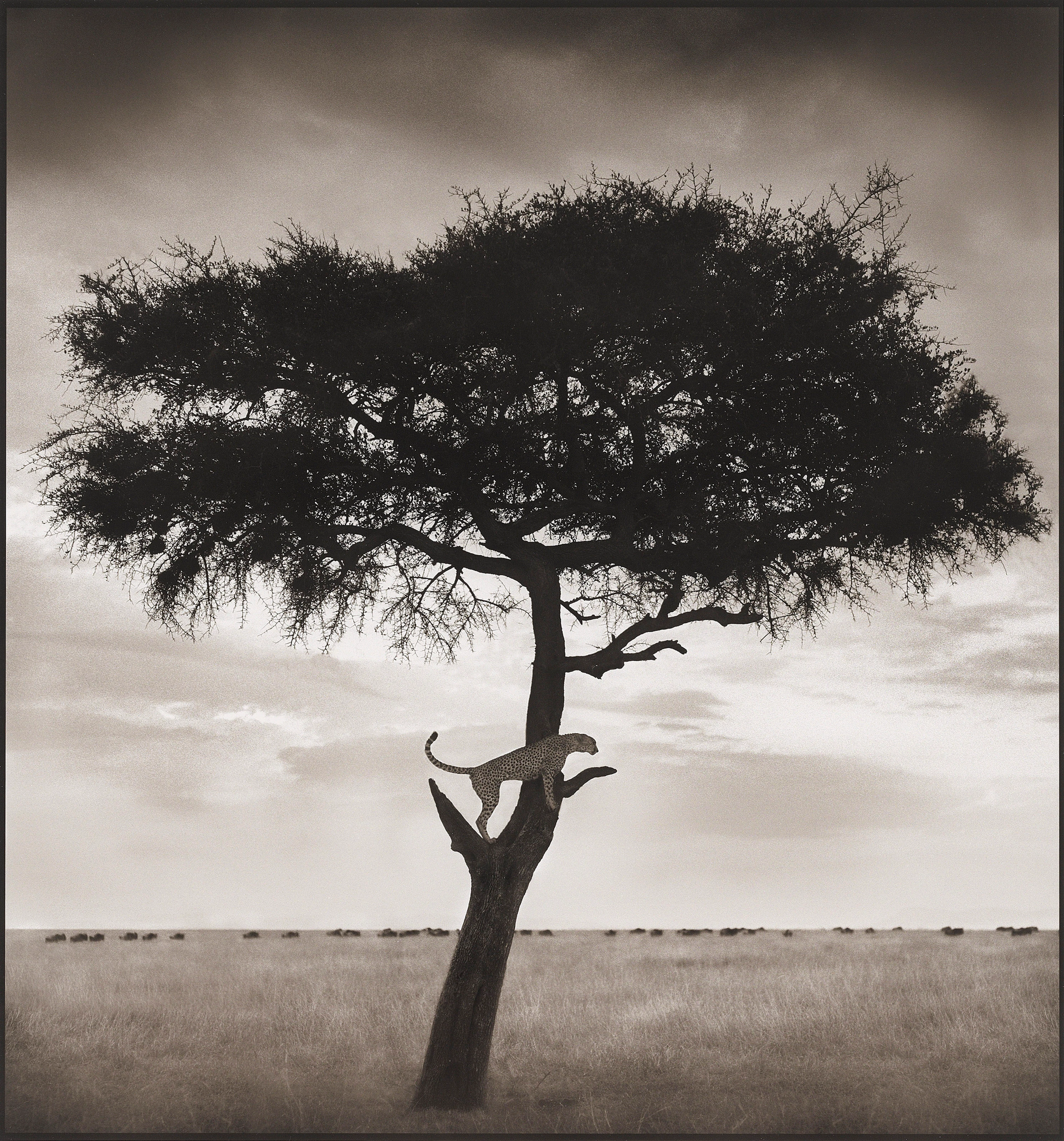 Cheetah in Tree, Maasai Mara, 2003