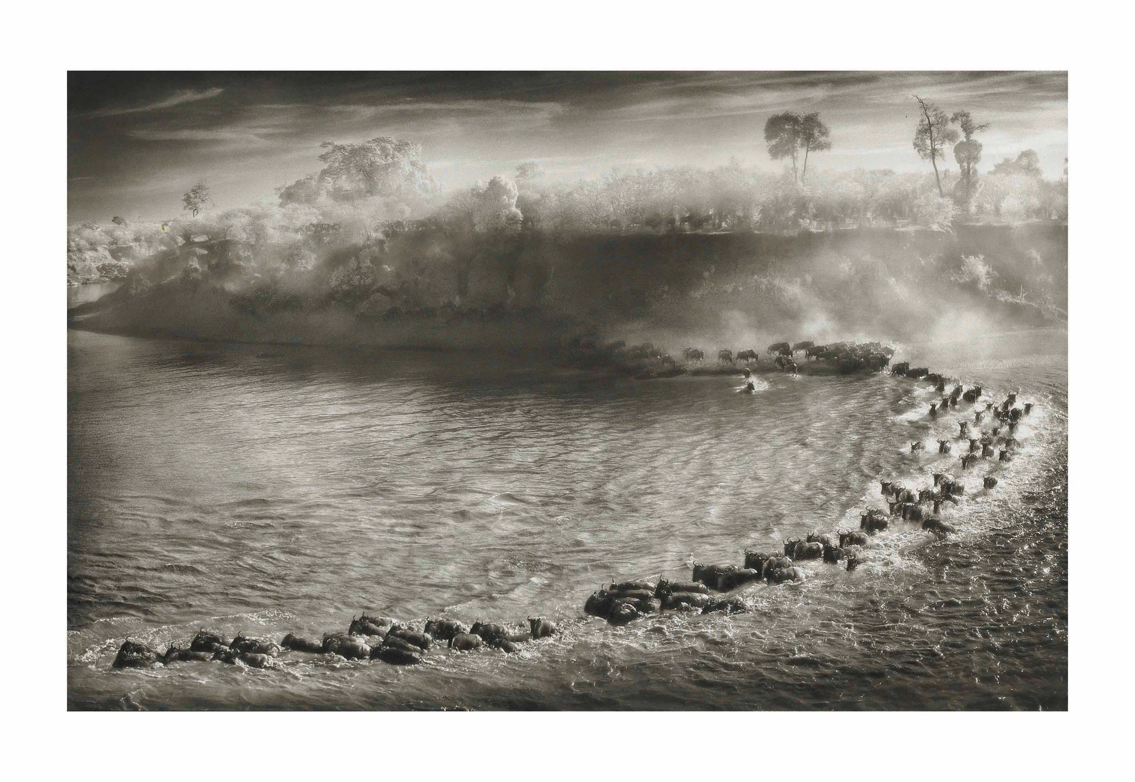 Wildebeest Arc, Maasai Mara, 2006
