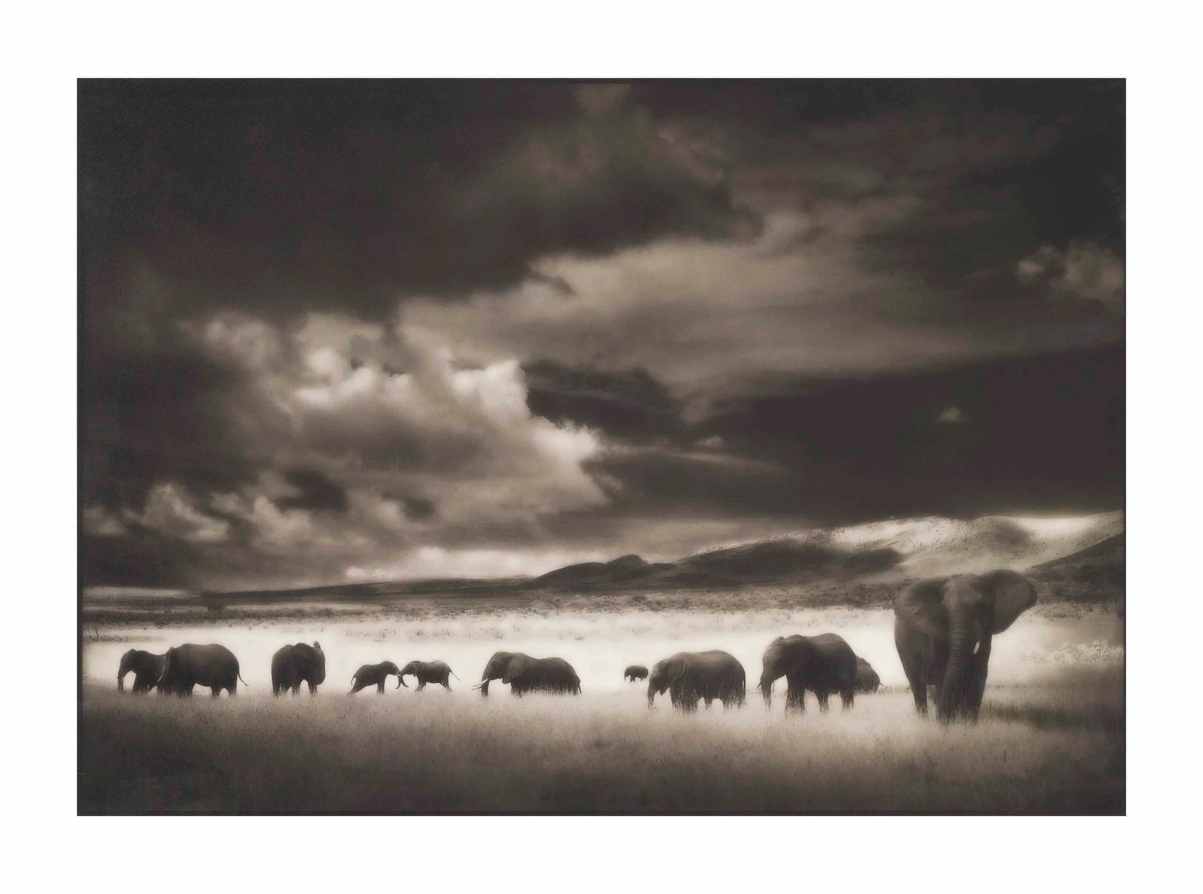 Elephant Herd, Serengeti, 2001