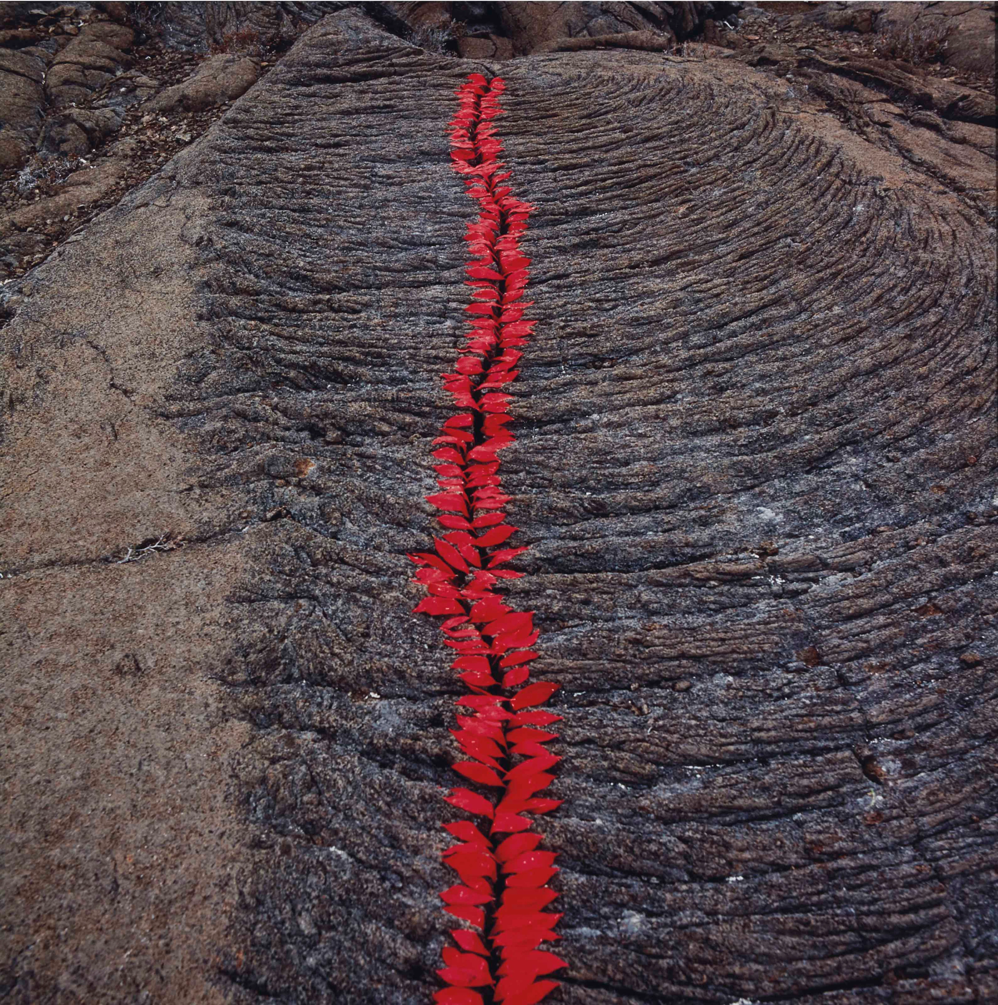 Fissure dans la lave, pétales dites "langues de feu" Ile de la Réunion, 1990