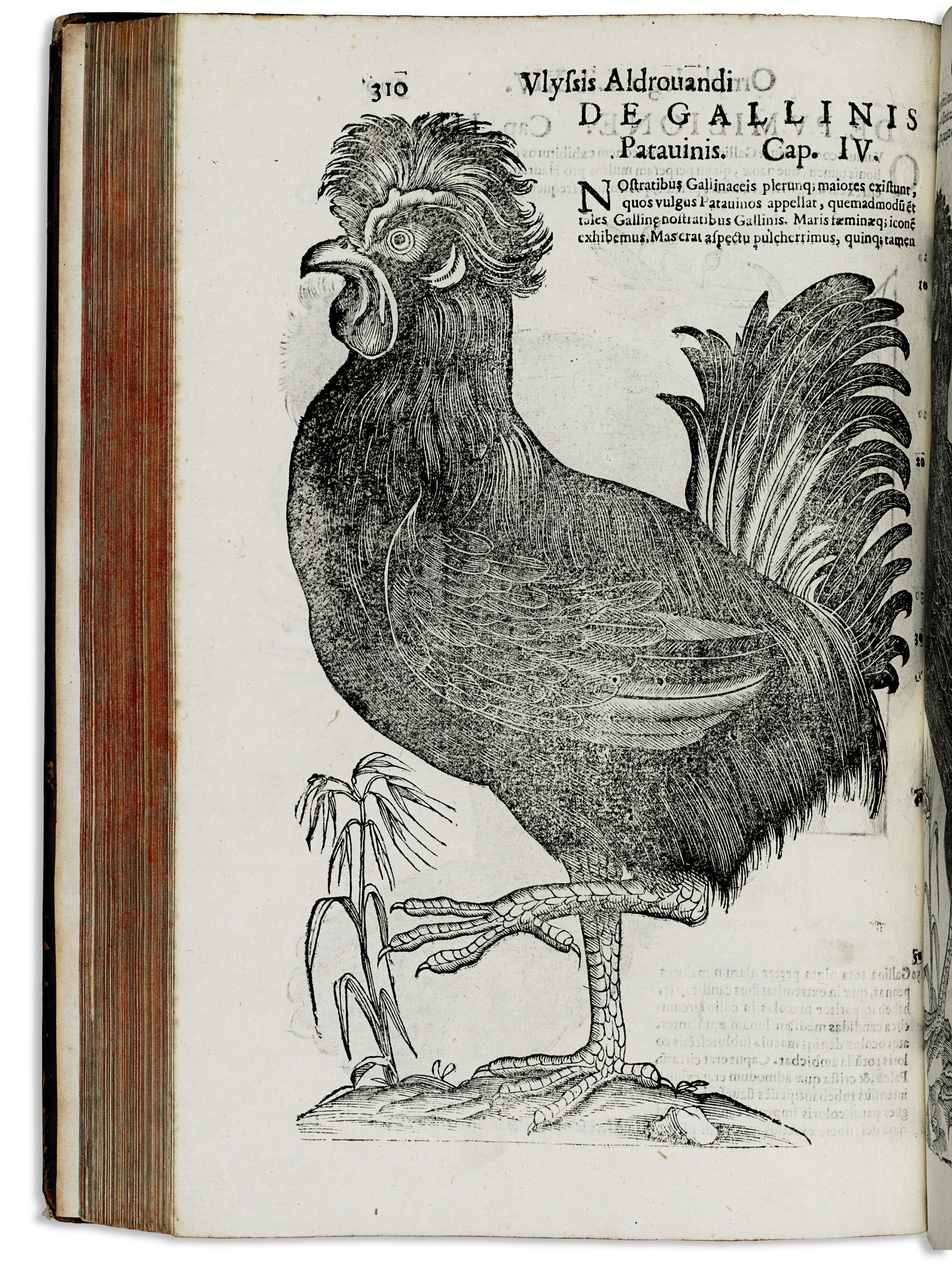 ALDROVANDI, Ulisse (1522-1605) Ornithologiae Bologna: Johann...