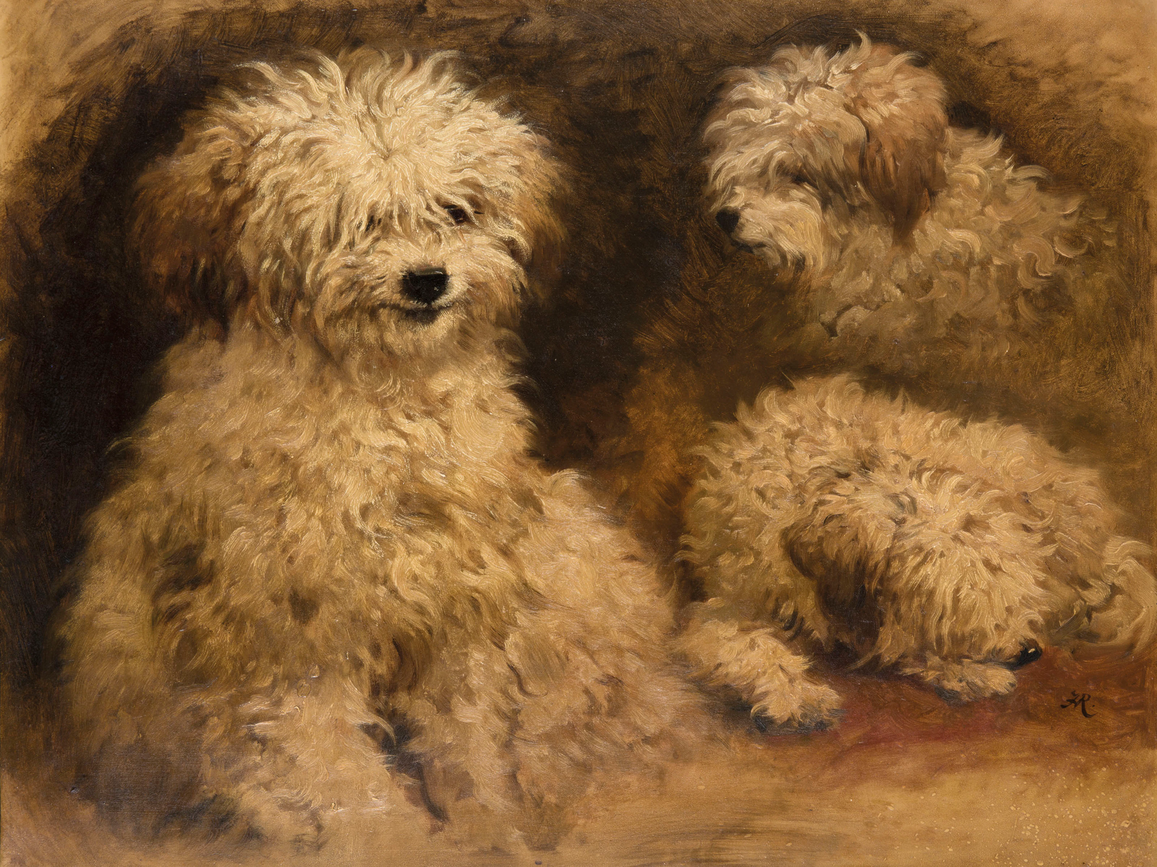 Three sheepdog puppies