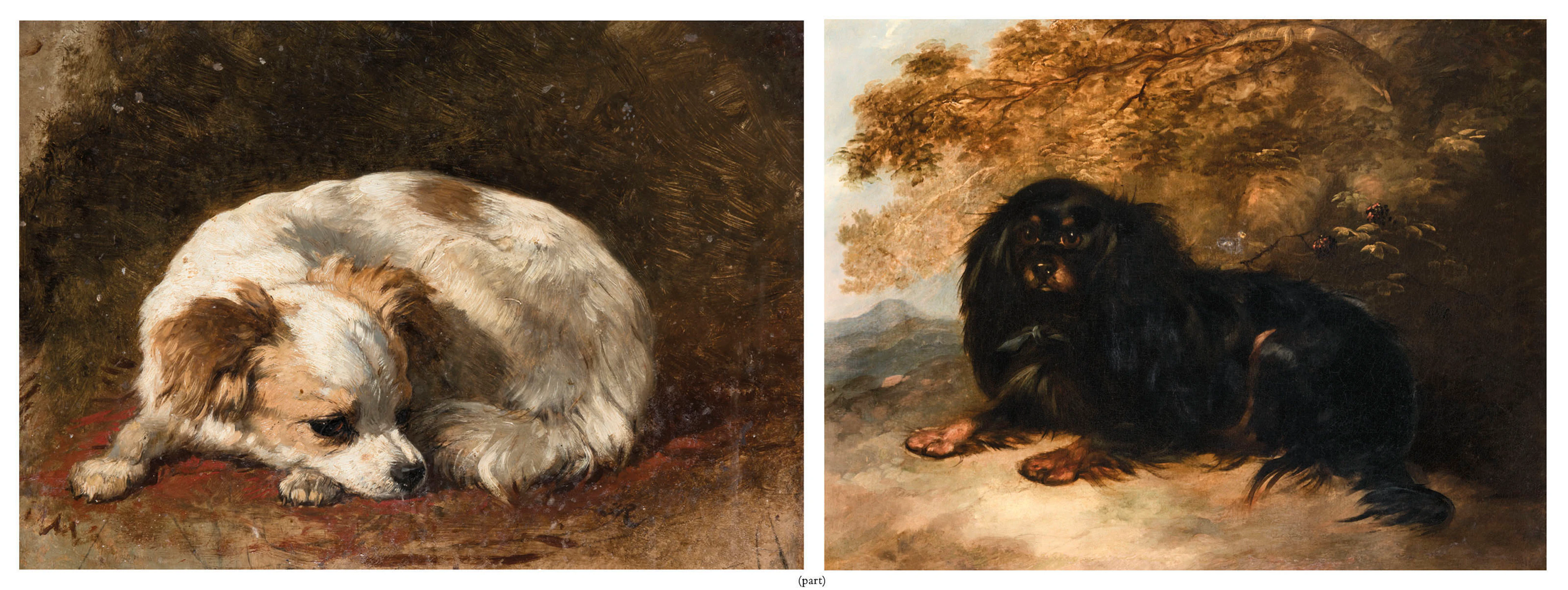 A Blenheim Cavalier King Charles spaniel reclining