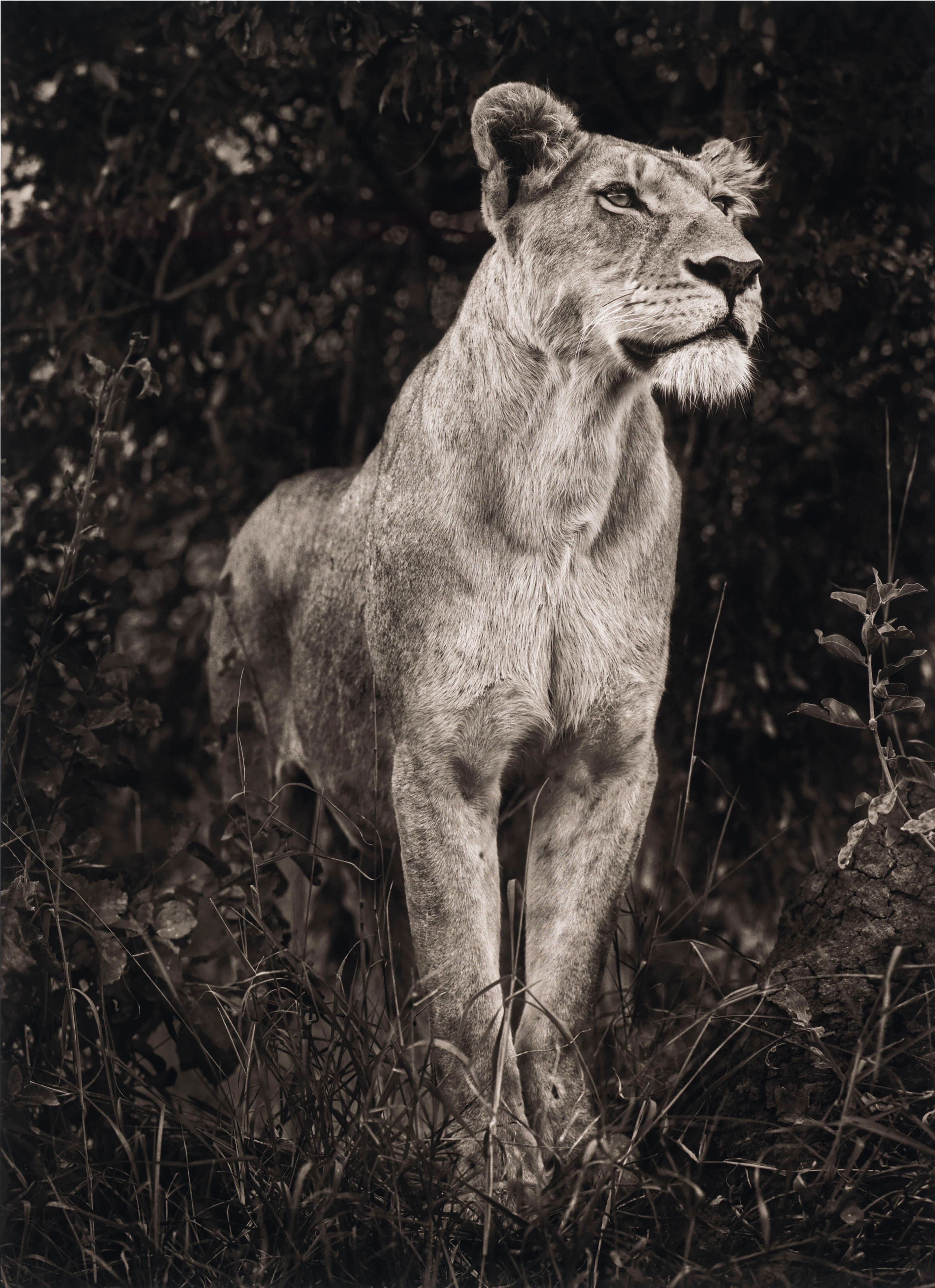 Lioness in Dark Foliage, 2012