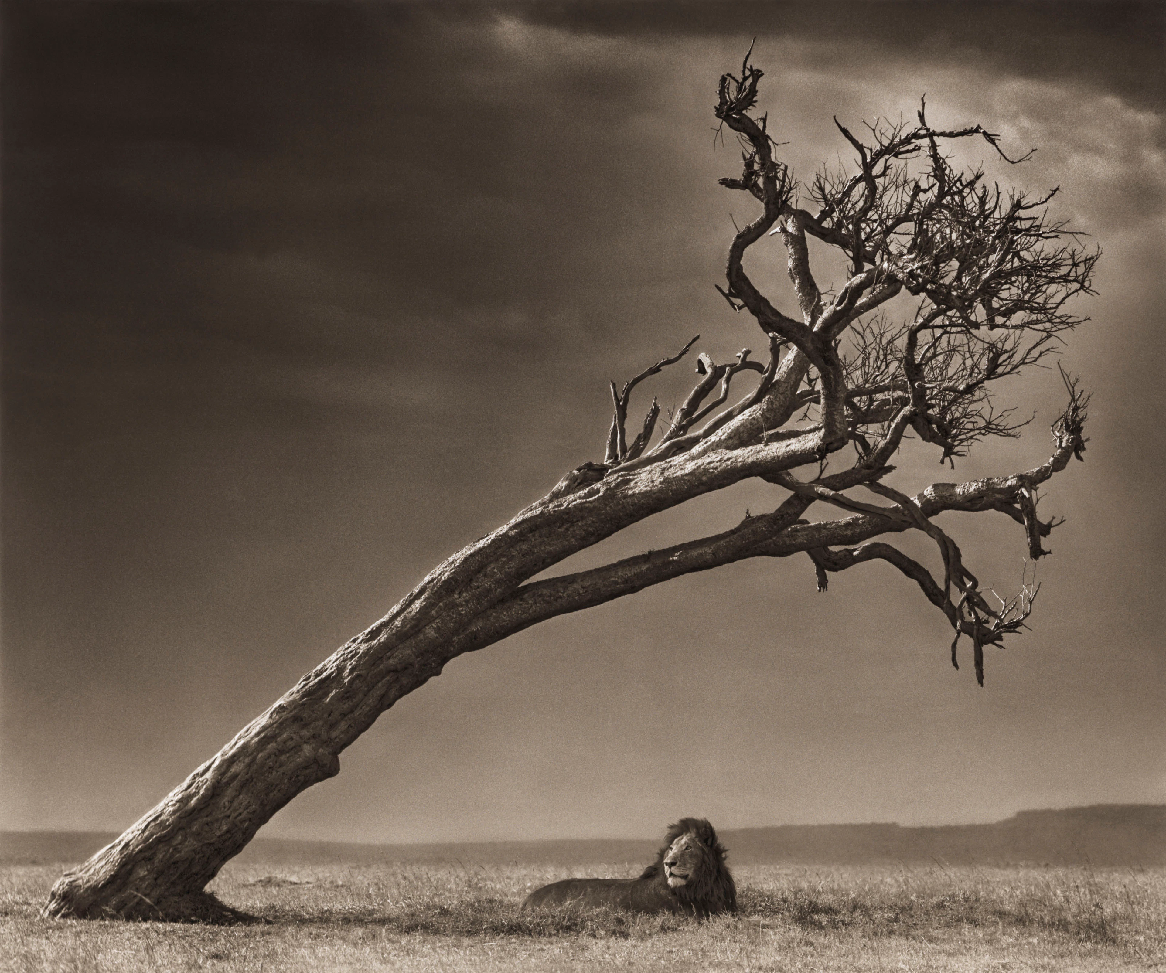 Lion Under Leaning Tree, 2008