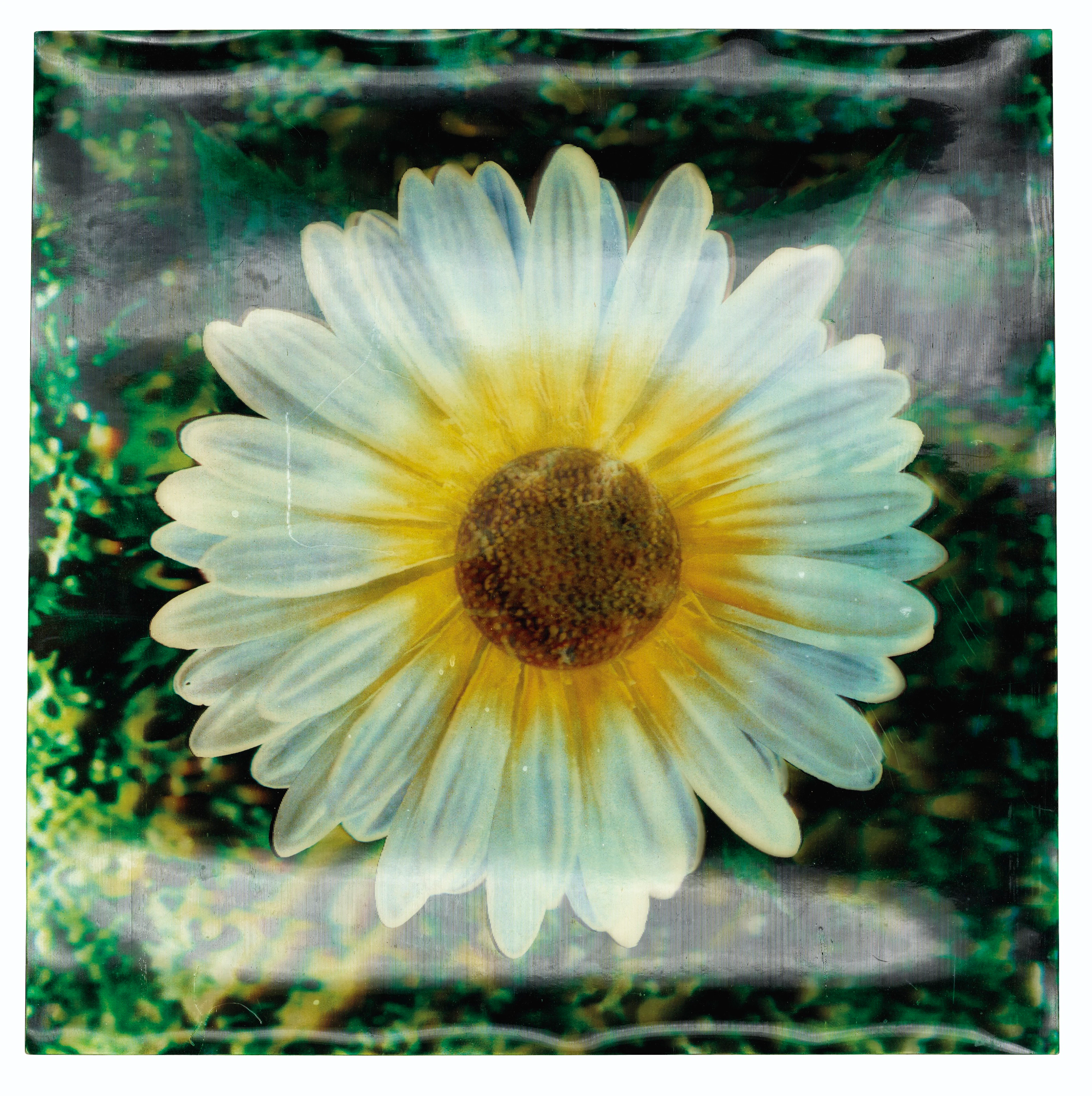 Rain Machine (Daisy Waterfall): one print