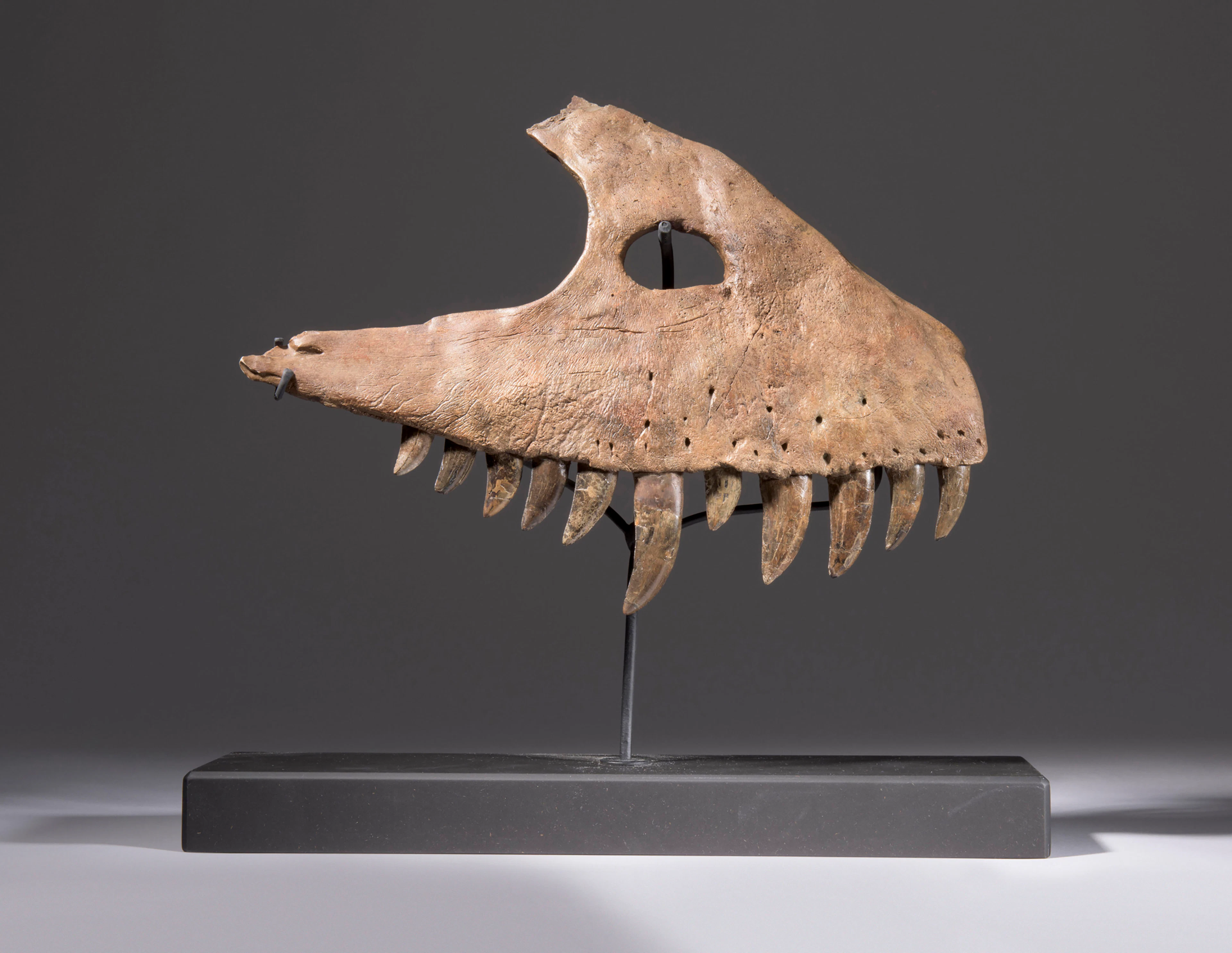 ALLOSAURUS TEETH – MONTANA, USA