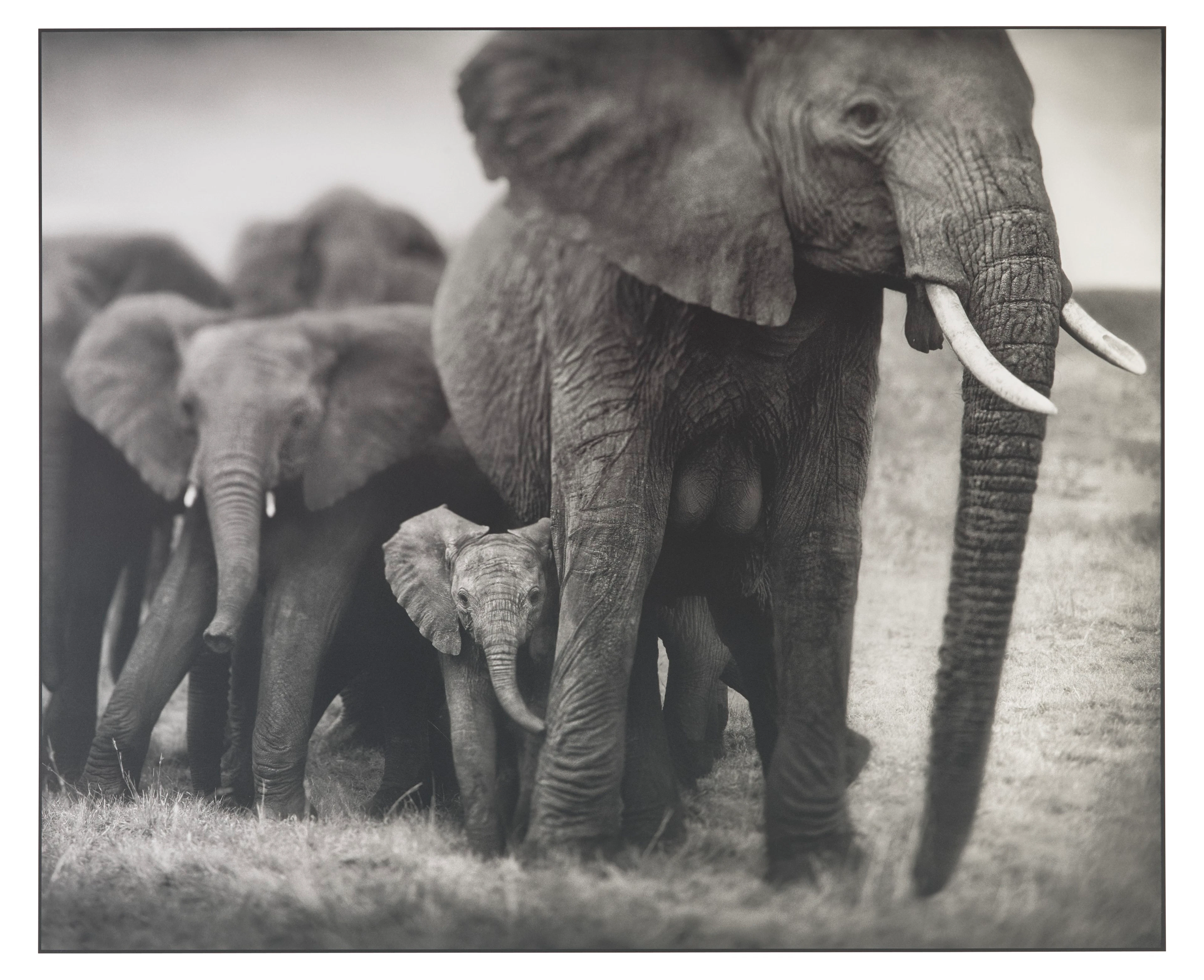 NICK BRANDT (B. 1966)